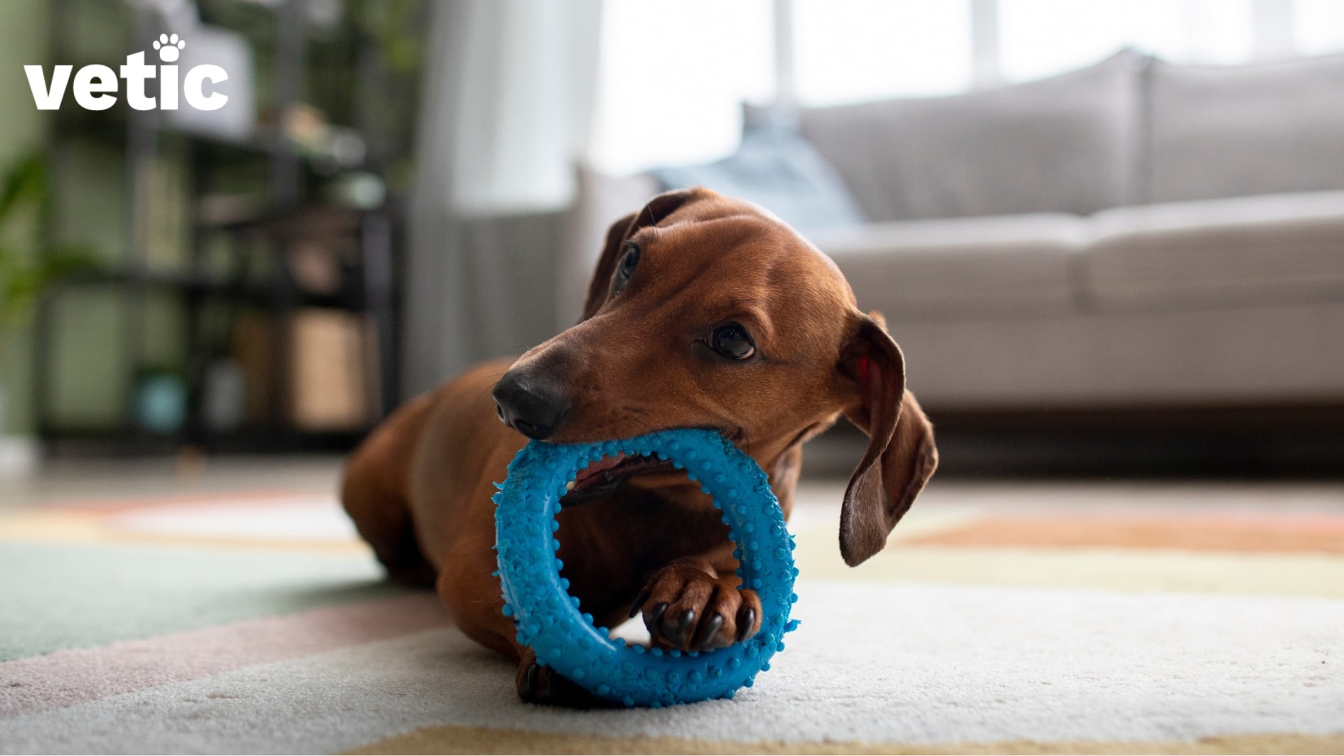Dachshund puppy sitting indoors on a rug chewing on a blue chew toy in the shape of a ring. Channel your pup's play-biting and chewing to toys. Exercising your puppy will reduce their destructive dog behaviour.