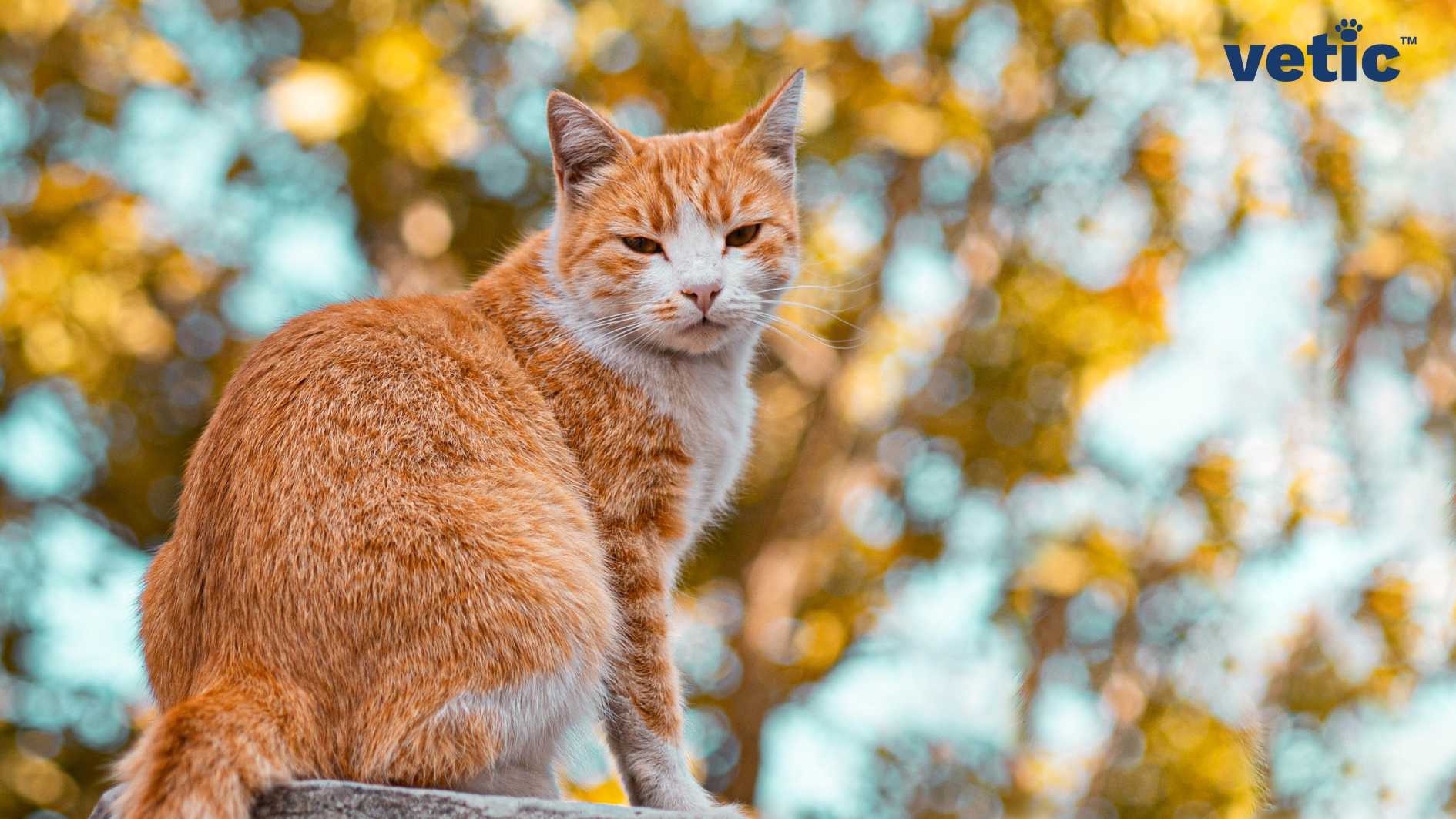 A ginger and white indoor outdoor cat sitting atop a pillar (presumably) in the outdoors. One can see the leaves and foliage in the background. The cat is sitting with only their face turned towards the camera.