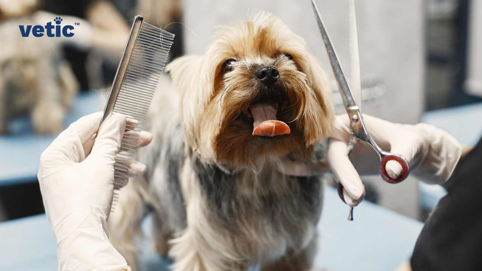 The image captures a small, fluffy dog, likely a Shih Tzu, with its tongue out, being groomed. Two hands in white gloves are visible; one is holding a comb and the other a pair of scissors. The dog has long, multi-colored fur that appears to be in the process of being groomed. In the background, there’s a blurred logo “vetic” and some equipment or furniture that isn’t clearly visible due to the focus on the dog and hands. The mood of the image is calm and professional, just how a session at the best dog groomer near you should be!