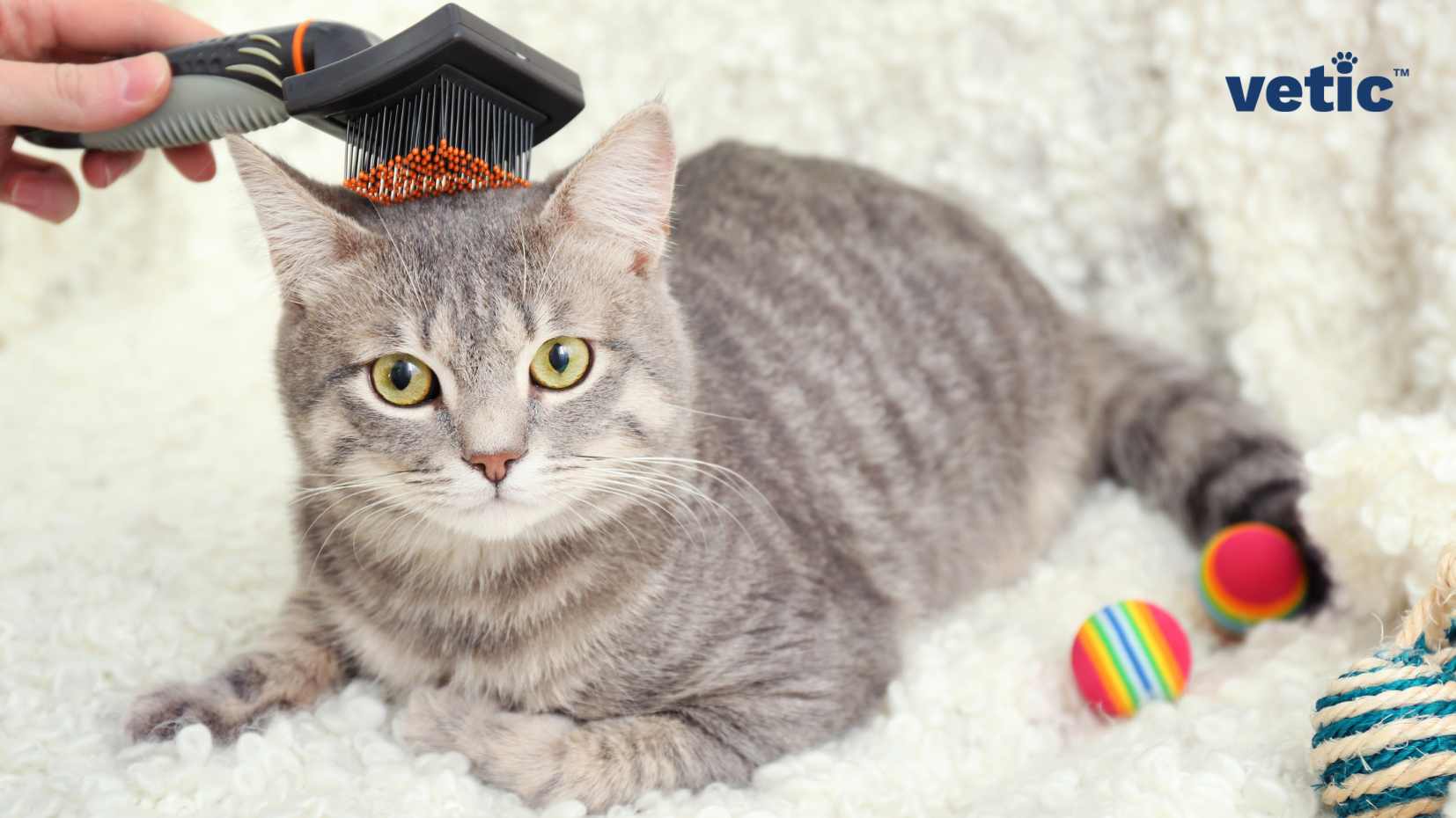 This image shows a person grooming a short-haired cat with a comb on a fluffy surface. The cat has grey fur and yellow eyes and is surrounded by colorful toys. The image has a text that says “vetic™”.