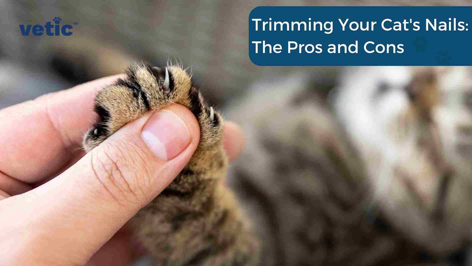 A close-up image showing a person gently holding a cat’s paw, focusing on the claws, with the text “Trimming Your Cat’s Nails: The Pros and Cons” displayed prominently, making it an ideal visual representation for content related to “Trimming Your Cat’s Nails”. Some possible alt texts for the image are: A cat’s paw with their nails exposed, being held by a person in the background of the image