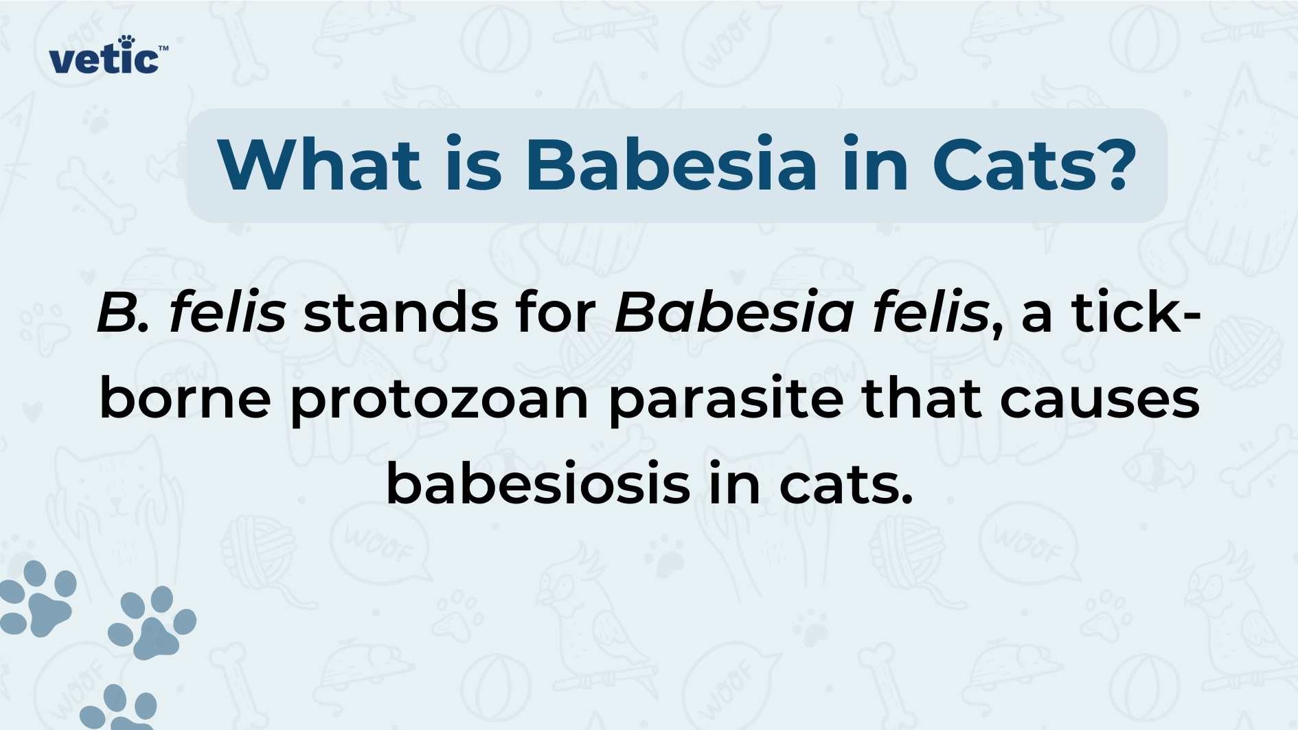 The image features a blue background with text and graphics related to veterinary medicine. At the top, in large white letters, the question “What is Babesia in Cats?” is posed. Below this, a definition is provided: “B. felis stands for Babesia felis, a tick-borne protozoan parasite that causes babesiosis in cats.” The text is informative and uses scientific terminology to describe a specific feline health condition. On the bottom of the image, there are graphical elements including paw prints on both sides which are likely included to emphasize the veterinary theme of the content.