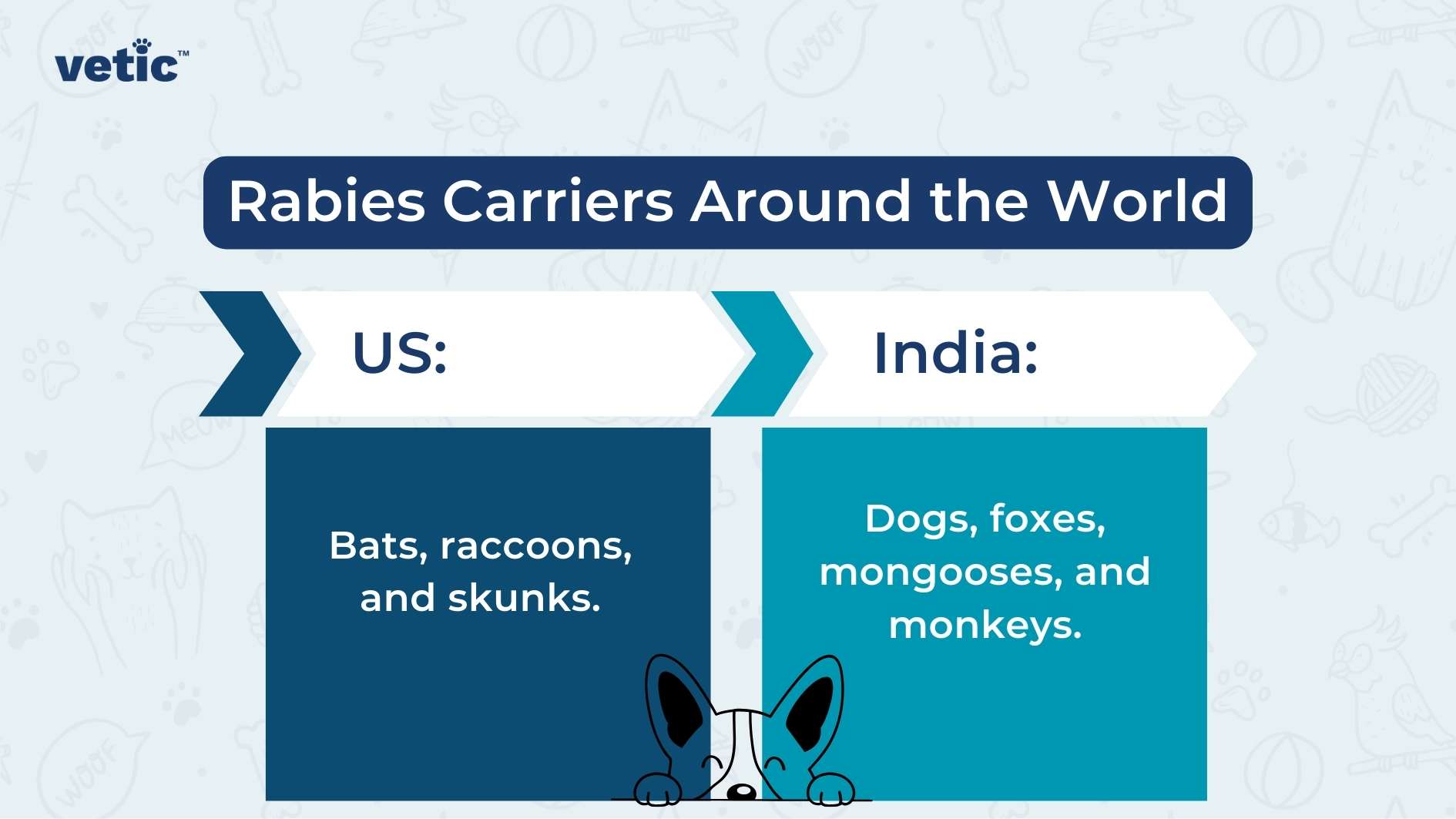 The image is an infographic from "vetic" that compares rabies carriers in the US and India. The background is light blue with faint illustrations of various animals and pet-related items such as bones, balls, and paw prints. The top of the image has a dark blue banner with white text that reads "Rabies Carriers Around the World." Below this banner, there are two sections side by side. The left section is labeled "US:" with dark blue text on a white background, followed by a dark blue box containing the text "Bats, raccoons, and skunks." in white. The right section is labeled "India:" with dark blue text on a white background, followed by a teal box containing the text "Dogs, foxes, mongooses, and monkeys." in white. At the bottom center of the image, there is a cartoon illustration of a dog peeking over the edge of the boxes.