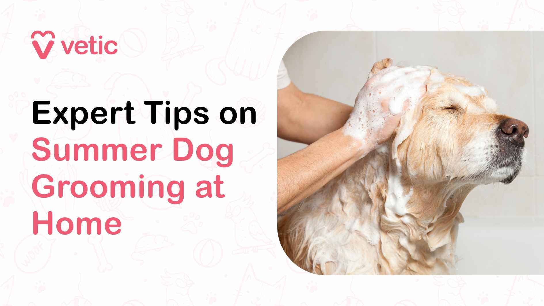 a golden retriever being shampooed at home by their parent. the image also contains the heading - Expert Tips on Summer Dog Grooming at Home. It is the title slide of a Vetic blog