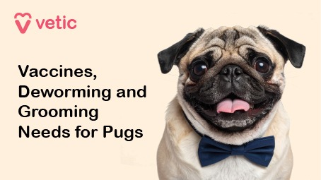 Image Description: Pug Wellness Overview Poster This promotional-style poster from Vetic features a charming pug wearing a dark blue bow tie, tongue out, and facing the camera against a soft beige background. The top left corner displays the Vetic logo—a heart-shaped icon followed by the brand name in pink. The left side of the image reads: “Vaccines, Deworming and Grooming Needs for Pugs”, signaling a holistic approach to pug care. The image serves as a thematic summary of the pug lifecycle content you've curated—covering preventive health, hygiene, and parasite control across puppy, adult, and senior stages. Its warm aesthetic and direct messaging make it ideal for use as a blog header, social media teaser, or infographic cover.