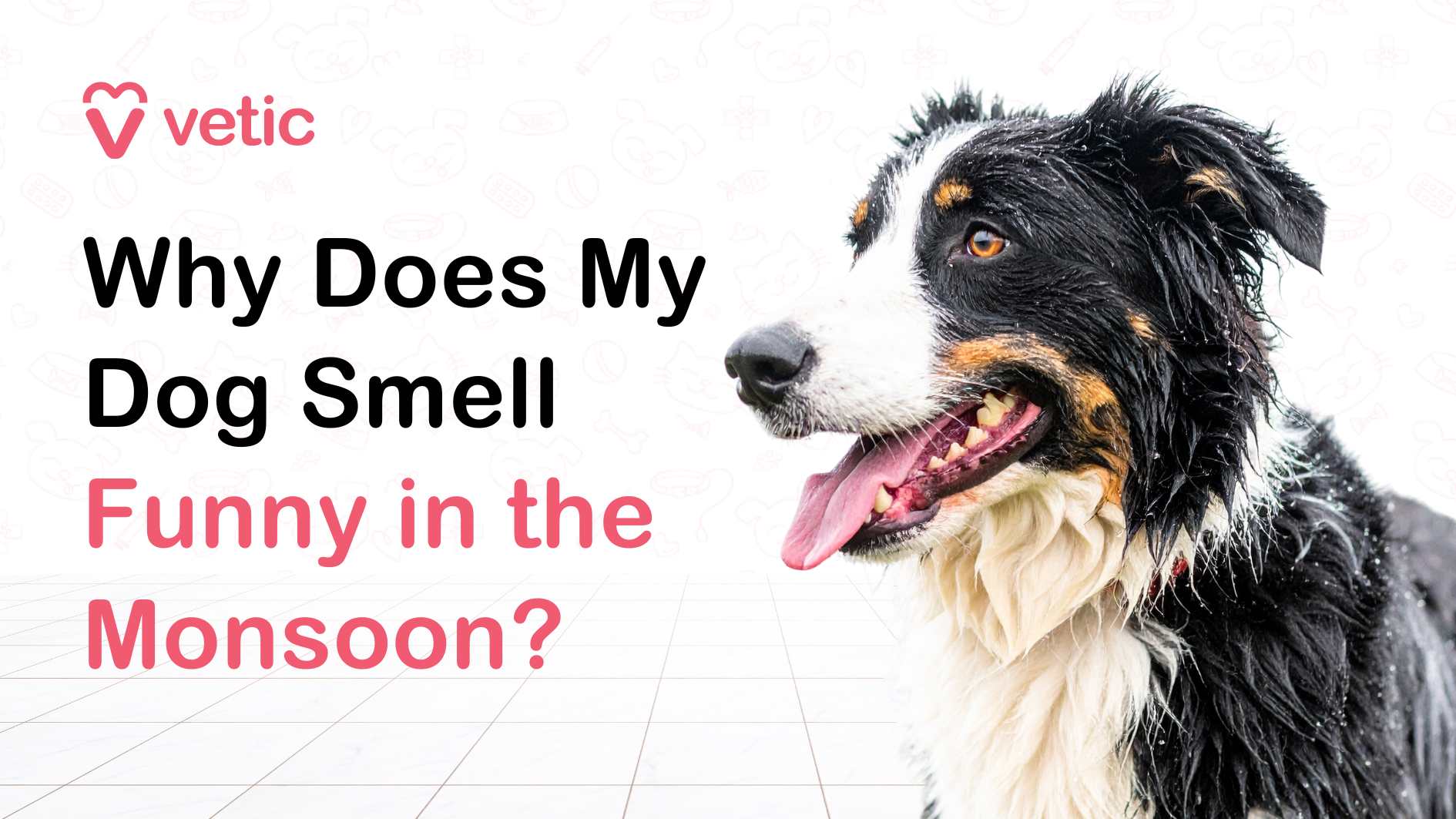 The image is designed as a cover banner for an article. On the left side, bold text reads: “Why Does My Dog Smell Funny in the Monsoon” with the words “Funny in the Monsoon” highlighted in red, while the rest of the text is black. The “Vetic” logo appears in the top left corner. On the right side of the image is a close-up photograph of a happy, wet dog, likely a Border Collie or similar breed, with its mouth open, tongue out, and coat visibly damp. The dog’s black, white, and tan fur is slightly clumped together from moisture, illustrating the theme of monsoon-related dog odor. The background is clean and minimal, with light pet-themed icons faintly visible.