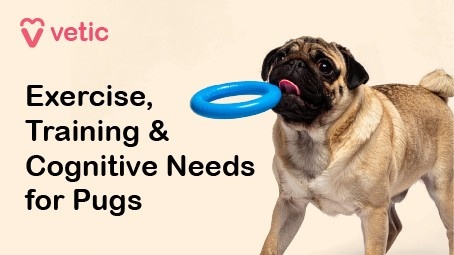Exercise, Training & Cognitive Needs for Pugs Pugs are playful, affectionate companions with unique physical and cognitive needs. Because of their brachycephalic anatomy and compact build, they thrive on short, engaging activities rather than intense exertion. Balancing gentle movement with mental stimulation is key to keeping them happy and healthy. Physical exercise should be brief and low-impact. Two short walks a day—each lasting 10 to 15 minutes at a slow pace—are ideal. Gentle indoor play with soft toys helps maintain mobility without strain. Light games of tug or fetch can be enjoyable, but sessions should be kept short. Always avoid stairs, jumping, or any intense activity, especially in warm weather. Mental stimulation is just as vital. Puzzle feeders and slow-feed bowls are excellent tools for keeping your pug mentally engaged while supporting healthy weight management. Snuffle mats and simple scent games tap into their natural foraging instincts and offer gentle problem-solving opportunities. Short trick-training sessions using tiny treats—like teaching “sit,” “paw,” or “spin”—can be both fun and rewarding. Even calm people-watching from a shaded, comfy spot provides emotional enrichment and sensory engagement.