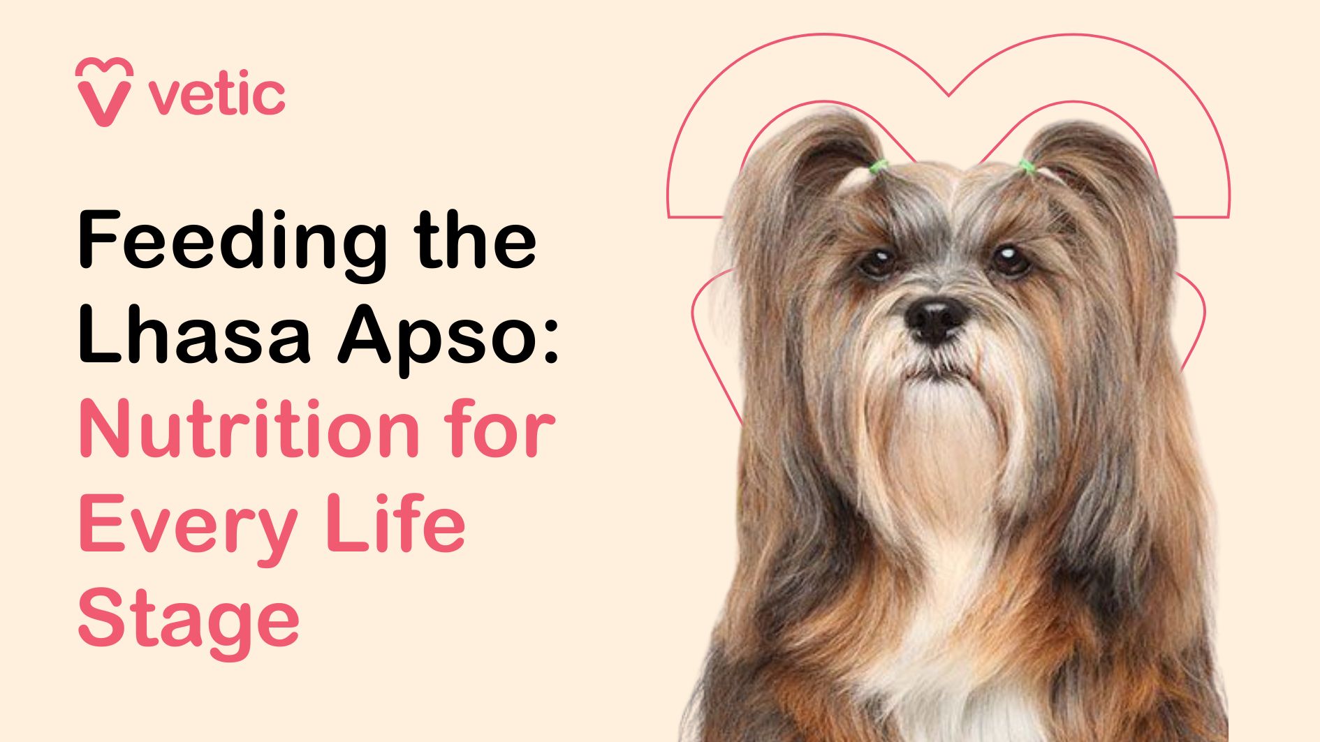 This promotional graphic from Vetic features a beautifully groomed Lhasa Apso with long, silky fur tied neatly with green hair bands. The dog is positioned against a soft beige background, framed by a stylized heart outline—symbolizing care and affection. The headline reads: “Feeding the Lhasa Apso: Nutrition for Every Life Stage” This sets the tone for a comprehensive guide tailored to the breed’s evolving dietary needs.