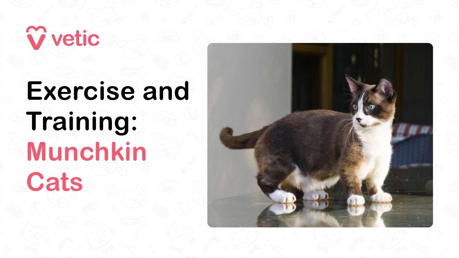 The image shows a banner from Vetic featuring the title text “Exercise and Training: Munchkin Cats” placed on the left-hand side with the word “Munchkin Cats” highlighted in pink. On the right-hand side, there is a photograph of a Munchkin cat with short legs, a brown and white coat, and striking blue eyes. The cat is standing alert on a reflective surface, appearing curious and attentive, with its tail raised slightly. The background includes a blurred view of indoor furniture, suggesting a home environment.