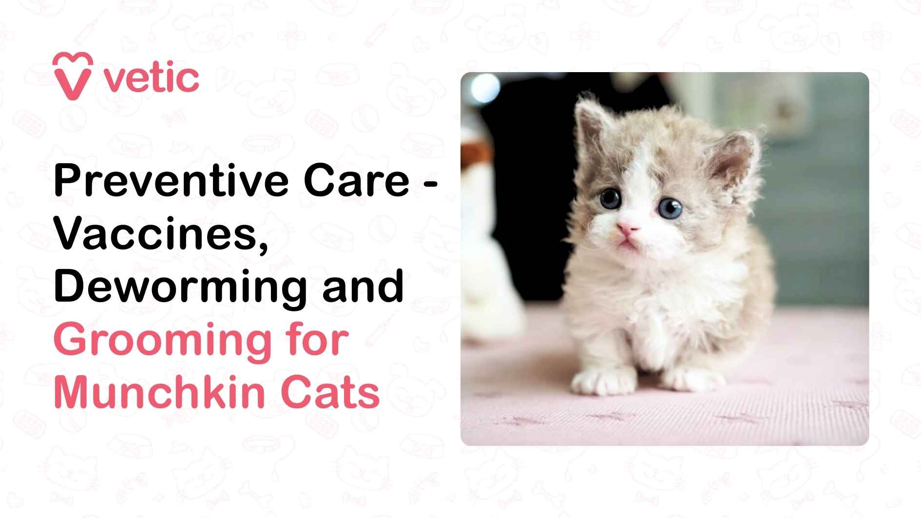 The image is a promotional graphic from Vetic, designed to introduce the theme of preventive care for Munchkin cats. On the left side, bold black text reads “Preventive Care – Vaccines, Deworming and Grooming for Munchkin Cats,” with the phrase “Grooming for Munchkin Cats” highlighted in pink to draw attention to this essential aspect of feline wellness. The right side features a soft-focus photograph of a young Munchkin kitten with striking blue eyes and a plush coat of light gray and white fur. The kitten is seated on a pink surface that complements the grooming highlight, reinforcing the gentle and nurturing tone of the message. The blurred background ensures the kitten remains the focal point, evoking a sense of calm and care—ideal for engaging pet parents who prioritize their cat’s health and comfort.