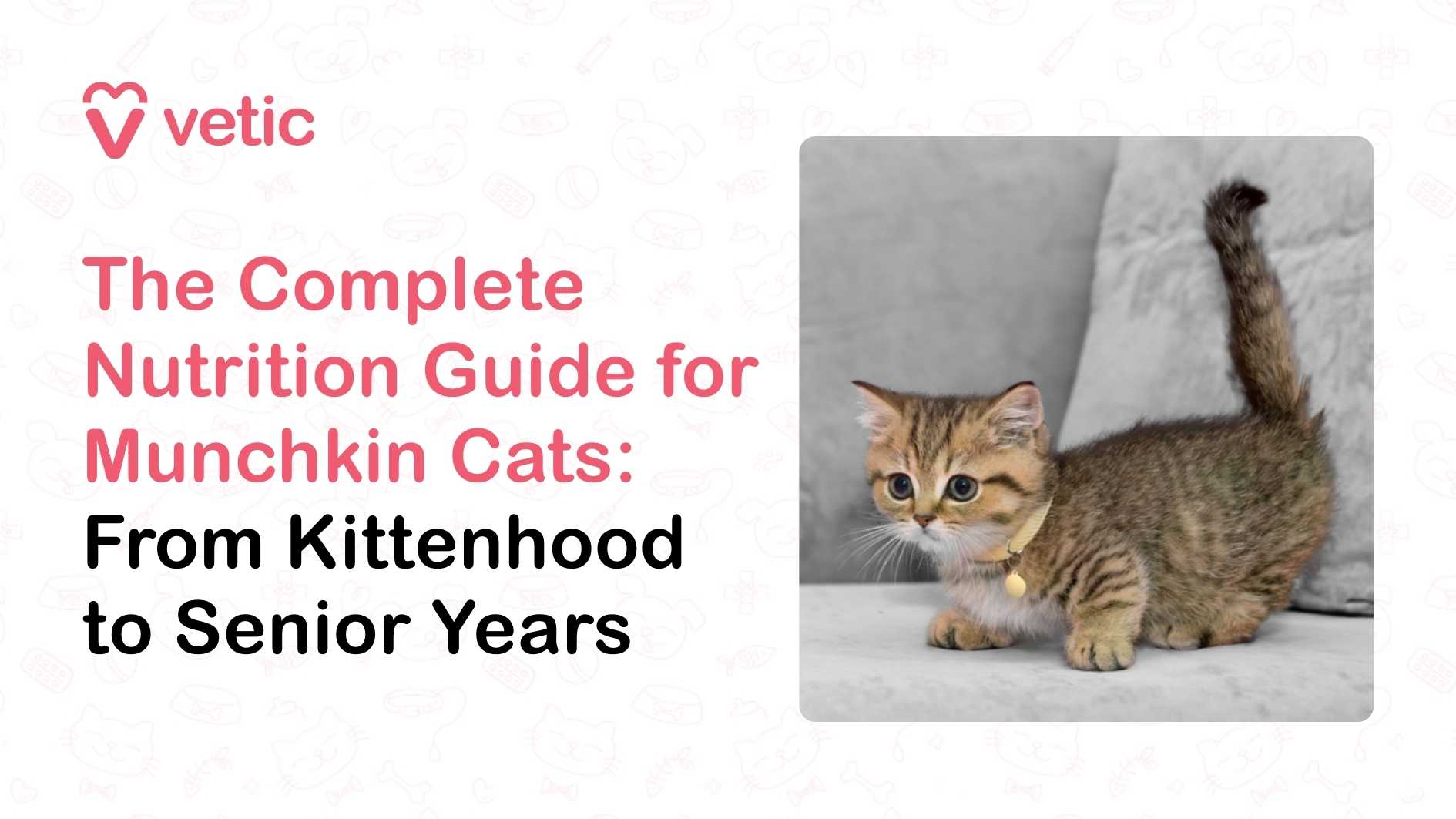 "The Complete Nutrition Guide for Munchkin Cats: From Kittenhood to Senior Years." This headline sets the tone for a comprehensive, life-stage-based approach to feline nutrition. The background features a soft, cream-toned canvas with subtle illustrations of cats, adding a playful yet professional aesthetic. On the right side of the image, a golden-brown Munchkin cat stands alert on a carpeted surface. The cat’s short legs, signature to the breed, are clearly visible. It wears a collar with a small bell, suggesting it's a well-cared-for indoor pet. The cat’s gaze is directed slightly upward, giving the impression of curiosity and attentiveness. The branding “Vetic” appears subtly, reinforcing the authority and veterinary backing of the content.