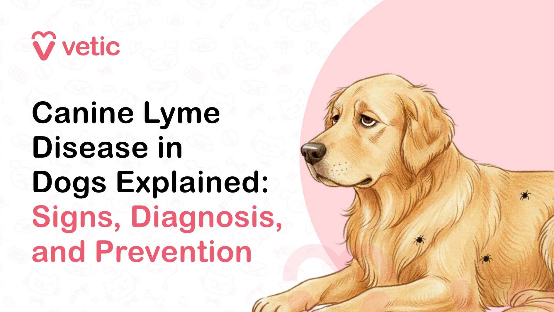 This banner is an educational graphic about Canine Lyme Disease. On the left, the headline reads: “Canine Lyme Disease in Dogs Explained: Signs, Diagnosis, and Prevention.” The words “Signs, Diagnosis, and Prevention” are highlighted in pink, emphasizing recognition and proactive care. The “Vetic” logo appears at the top left in soft pink. On the right, there’s an illustration of a golden retriever lying down with a slightly tired or subdued expression. Small black ticks are shown attached to different parts of the dog’s body, clearly indicating how Lyme disease is transmitted. The ticks are subtle but noticeable, reinforcing the vector-borne nature of the condition. The background uses soft neutral tones with a blush accent shape behind the dog, keeping the layout clean and consistent with a veterinary educational theme. Overall, the image communicates that Lyme disease is linked to tick exposure and positions the content as a practical guide to identifying symptoms, understanding diagnosis, and taking preventive measures to protect dogs.