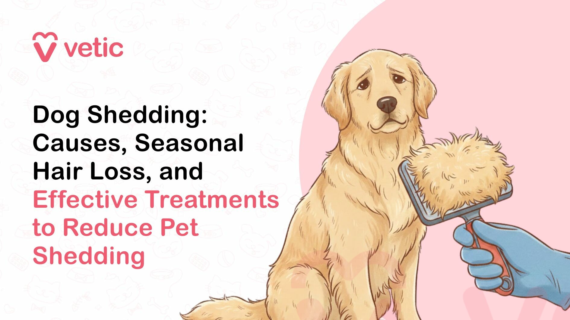 This visual focuses on “Dog Shedding: Causes, Seasonal Hair Loss, and Effective Treatments to Reduce Pet Shedding,” with the final phrase highlighted in pink to emphasize practical solutions. The illustration shows a golden dog sitting calmly while a grooming brush filled with loose fur is held beside it, clearly representing active shedding. The amount of hair collected in the brush reinforces the idea of excessive or seasonal hair loss, something many dog owners experience. The dog’s slightly concerned expression adds a relatable touch, while the clean layout and veterinary branding give the design a trustworthy, educational feel. Overall, the image presents shedding as a common issue that can often be managed with proper grooming, care, and appropriate treatment when needed.