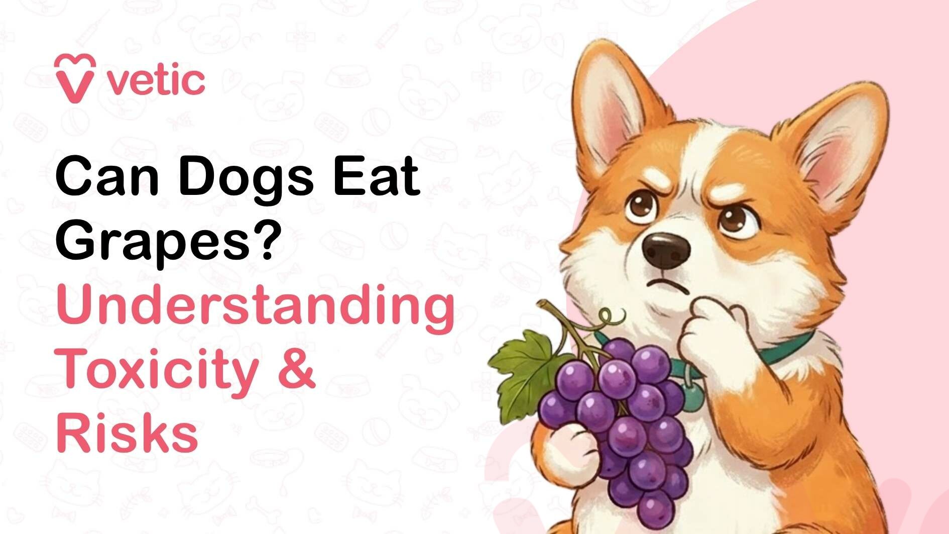 A clean, pastel-themed promotional illustration for a pet care brand, designed with a soft beige background that includes faint, subtle line drawings of pet-related icons such as bones, bowls, and toys. In the top left corner, the brand name “Vetic” is displayed in a modern, rounded font alongside a pink heart-shaped logo forming a stylized “V.” Below the logo, bold black text reads “Can Dogs Eat Grapes?” followed by a secondary headline in soft pink that says “Understanding Toxicity & Risks,” with the words arranged across multiple lines to create visual hierarchy and emphasis. On the right side of the image, a cartoon-style illustration of a small dog resembling a corgi is shown against a muted pink circular backdrop. The dog has a compact body with short legs, large upright ears, and a fluffy coat in shades of orange-brown and white. Its facial expression appears concerned or thoughtful, with slightly furrowed brows and focused eyes, as if contemplating something. The dog is wearing a teal-green collar with a small circular tag. In one paw, it holds a bunch of purple grapes attached to a green stem with leaves, while the other paw is raised to its chin in a thinking gesture. The grapes are depicted as round, glossy, and clustered tightly together, contrasting with the dog’s cautious expression. The overall composition uses soft colors, friendly typography, and expressive illustration to convey a cautionary message about the potential dangers of feeding grapes to dogs, emphasizing awareness and pet safety.