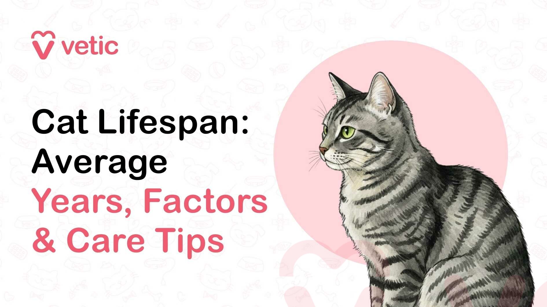 A wide veterinary educational banner from the Vetic brand featuring the pink heart-shaped “V” logo and the word “vetic” placed in the top left corner. On the left side of the image, large bold headline text reads “Cat Lifespan: Average Years, Factors & Care Tips,” with “Cat Lifespan: Average” written in black and the phrase “Years, Factors & Care Tips” highlighted in soft pink to emphasize the informational aspects of the topic. On the right side of the banner, there is a detailed illustration of a gray tabby cat sitting upright and facing slightly to the left. The cat has short, sleek fur with dark gray and black striped markings, bright green eyes, pointed ears, visible whiskers, and a calm, alert posture. Behind the cat is a soft pink circular backdrop that draws attention to the illustration and visually balances the layout. The overall background is light and minimalistic with faint, subtle pet-themed line icons such as paw prints, food bowls, bones, and grooming tools lightly patterned across it, giving the design a clean and modern veterinary educational look. The banner visually represents an article discussing how long cats typically live, the factors that influence feline lifespan, and important care tips that can help cats live longer and healthier lives.