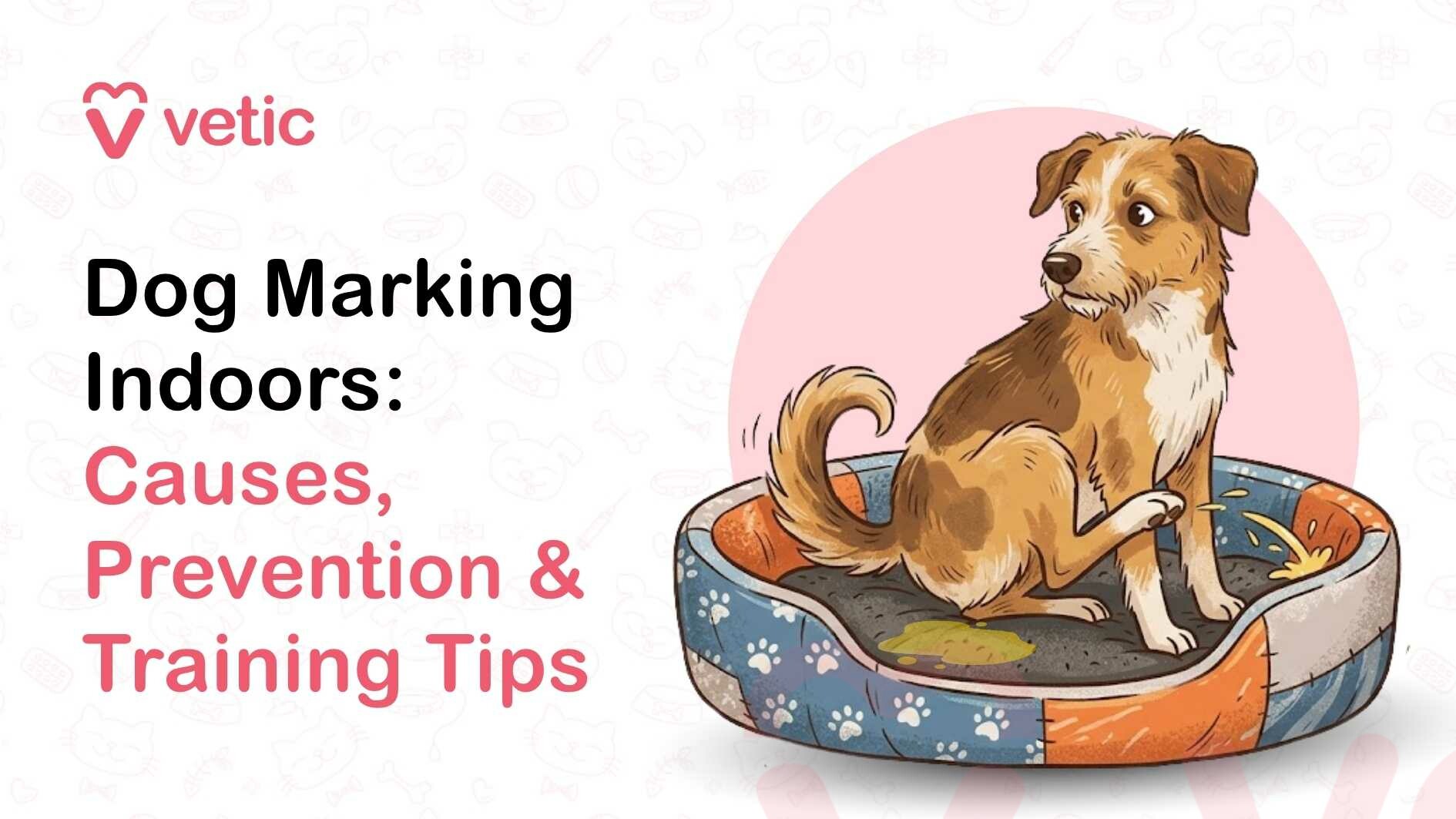 Gemini said A highly detailed and comprehensive infographic from Vetic titled "Dog Marking Indoors: Causes, Prevention & Training Tips." The graphic is designed to educate pet owners on the behavioral and medical aspects of indoor territory marking through a professional, clean, and engaging visual presentation. In-Depth Visual Breakdown Primary Subject and Illustration: On the right side of the infographic, a medium-sized, scruffy-haired dog with brown and cream-colored fur is the central focus. The dog is sitting inside its plush, colorful dog bed, which features a patchwork of blue and orange patterns with white paw prints. The dog has a wide-eyed, slightly "guilty" or anxious expression, looking off to the side with its ears slightly back. To illustrate the topic of the infographic, a yellow puddle is visible inside the bed next to the dog, and a small yellow stream is shown hitting the side of the bed, indicating the act of territory marking. Headline and Typography: On the left side, the text is arranged with a clear, easy-to-read hierarchy. The main title "Dog Marking Indoors:" is rendered in a large, bold black sans-serif font. Directly underneath, the sub-header "Causes, Prevention & Training Tips" is highlighted in a vibrant, warm pink color. This layout effectively guides the reader's eye from the problem to the solutions provided in the guide. Branding and Logo: The top-left corner features the Vetic corporate identity, consisting of a pink heart-shaped "V" icon and the brand name "vetic" in a modern, lowercase pink typeface. This branding ensures the viewer that the content is provided by a professional veterinary service. Background and Design Elements: The background is a clean off-white color, layered with a subtle, light gray repeating watermark pattern. This pattern consists of pet-related icons such as cat and dog faces, paw prints, bones, and medical symbols (crosses and syringes). A soft, large pink circular shape sits behind the dog illustration, framing the subject and making the artwork stand out against the patterned background.