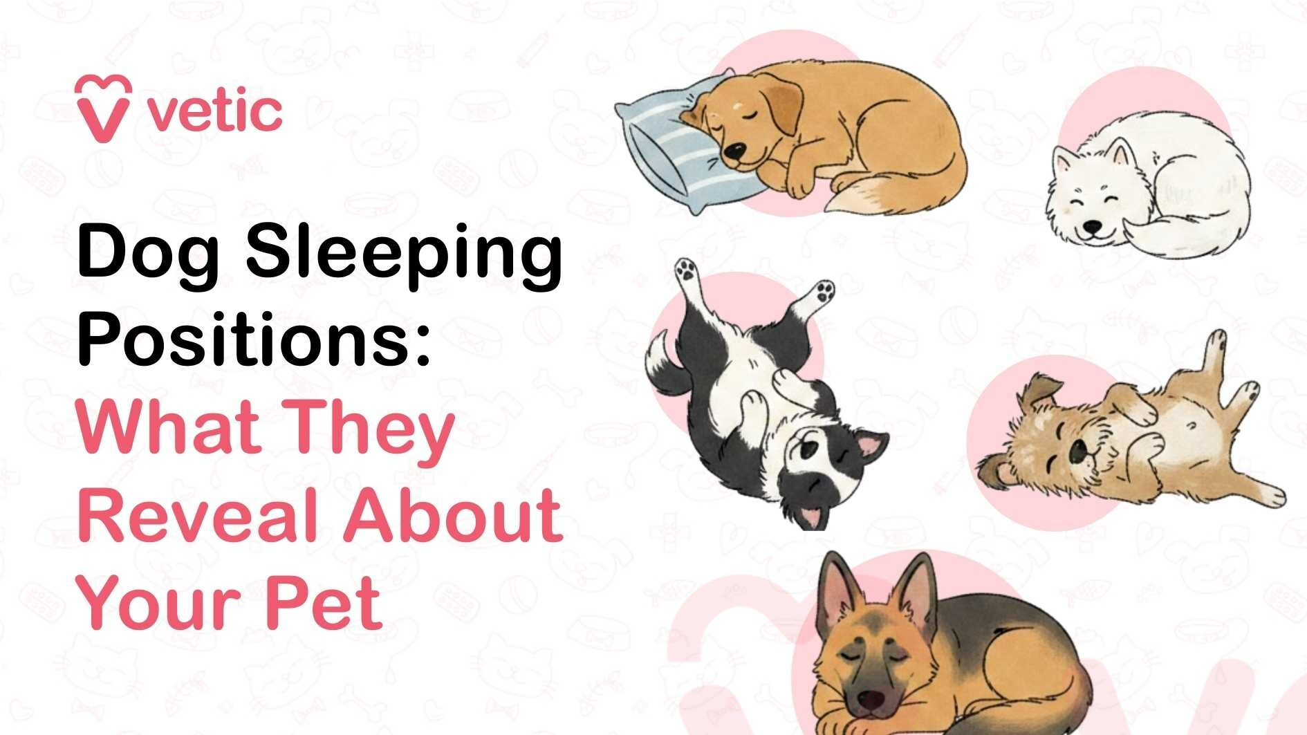 An infographic titled "Dog Sleeping Positions: What They Reveal About Your Pet" by Vetic. The image features five illustrated dogs in various sleeping poses against a light background with subtle paw and bone patterns. Starting from the top left, a golden retriever-like dog sleeps on its side with its head on a blue striped pillow. To its right, a fluffy white dog is curled into a tight ball, or "doughnut" position, with its nose tucked toward its tail. In the center, a black and white dog is sprawled on its back in a "crazy legs" position, paws in the air and belly exposed. Below it, a small brown terrier-style dog is also on its back but in a more relaxed "belly up" pose with its front paws curled toward its chest. At the bottom, a German Shepherd rests in a "lion’s pose" or "sphinx" position, lying upright on its belly with its head resting on its front paws. The text "Dog Sleeping Positions: What They Reveal About Your Pet" is written in large, bold black and pink font on the left side, accompanied by the Vetic logo, which consists of a pink heart-shaped "V" and the brand name in lowercase letters.