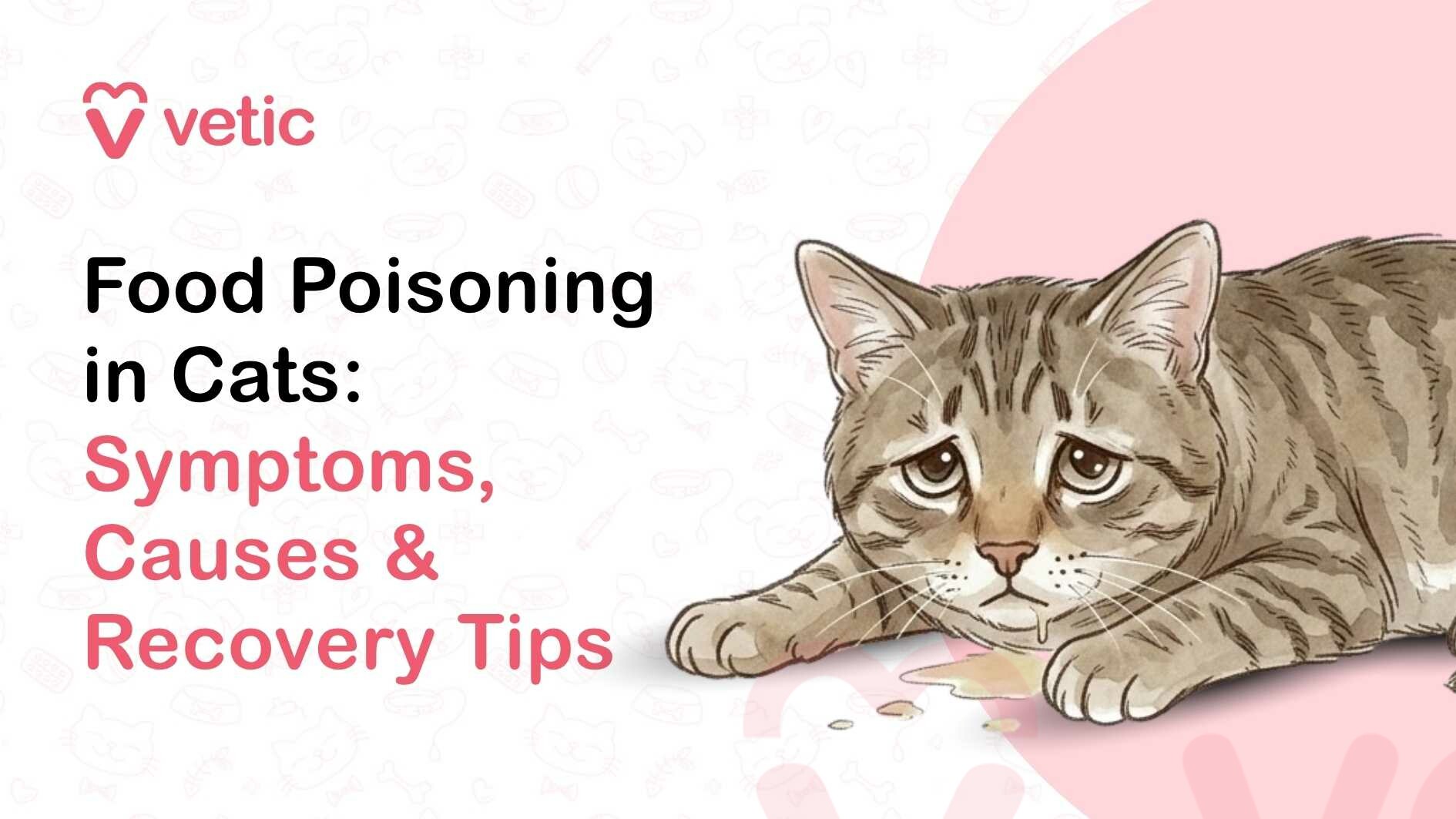 An exceptionally detailed and informative infographic titled "Food Poisoning in Cats: Symptoms, Causes & Recovery Tips," created by the pet healthcare brand Vetic. This visual is designed to help cat owners identify critical signs of illness and understand the steps toward recovery for felines suffering from dietary toxicity. In-Depth Visual Composition Primary Illustration and Subject: Occupying the right side of the graphic is a poignant, detailed illustration of a brown tabby cat. The cat is shown lying down, looking visibly unwell and lethargic. Its eyes are wide, watery, and downturned, effectively communicating a sense of pain or distress. A significant clinical sign is depicted through small droplets of drool or clear fluid dripping from the cat's mouth onto the surface below, illustrating nausea or hypersalivation. There are also small, brownish food particles scattered near its paws, suggesting recent vomiting or an inability to eat. Typography and Messaging: The left side of the frame features a bold, high-contrast headline to ensure readability. The main title "Food Poisoning in Cats:" is written in a strong, black sans-serif font. Directly beneath, the sub-header "Symptoms, Causes & Recovery Tips" is highlighted in a vibrant, warm pink color. This layout prioritizes the urgent nature of the topic while clearly defining what the viewer will learn. Branding and Logo: In the top-left corner, the Vetic logo is present, consisting of a pink heart-shaped "V" icon and the company name "vetic" in a modern, lowercase pink typeface, maintaining consistent brand identity. Background and Design Elements: The background is a clean, off-white color featuring a subtle, light gray repeating watermark of pet-centric icons such as cat and dog faces, paw prints, bones, and medical symbols. A soft, large pink circular shape sits behind the cat illustration, creating a visual spotlight that draws immediate attention to the distressed pet.