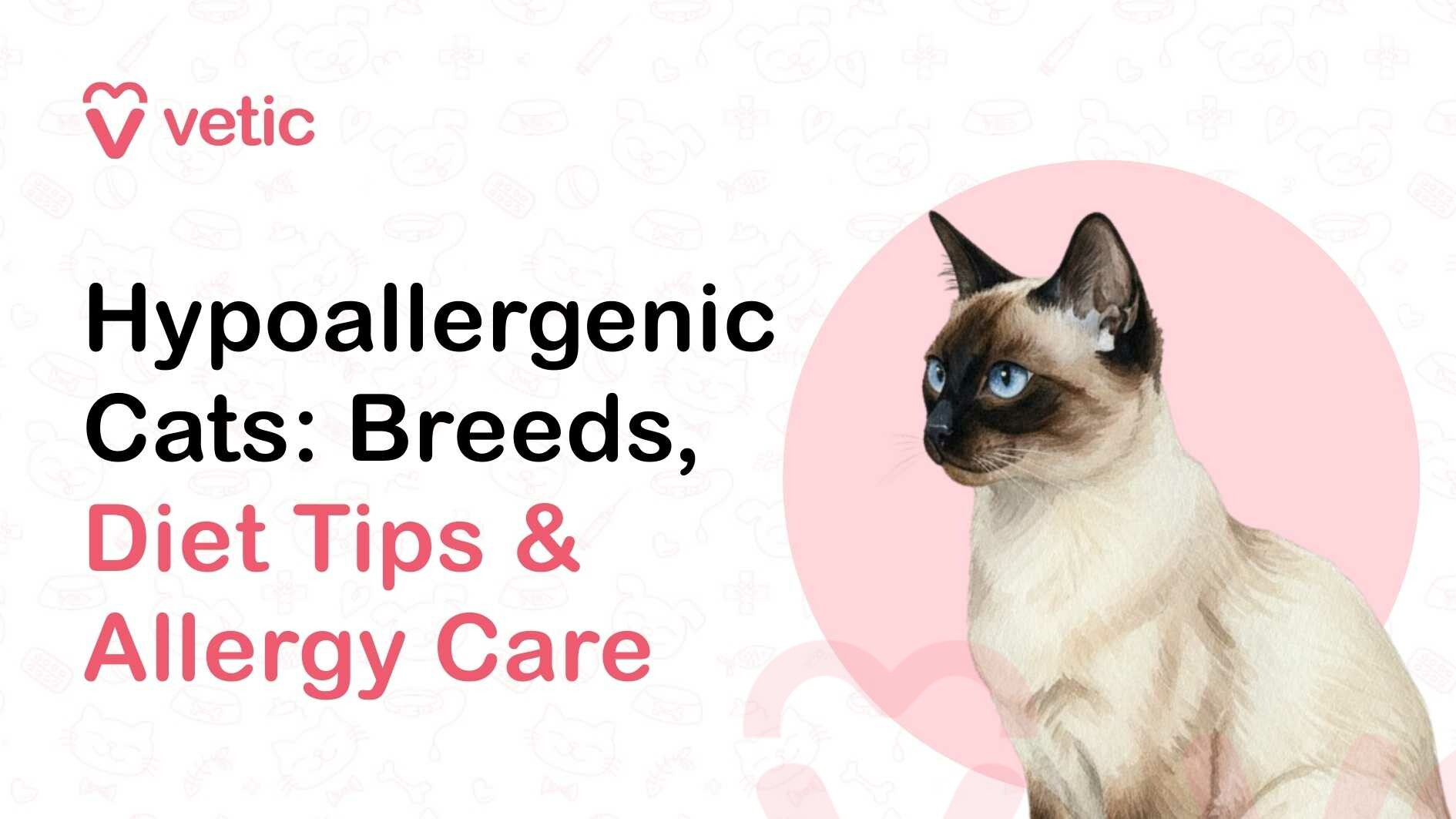 A veterinary educational banner from the Vetic brand featuring the pink heart-shaped “V” logo and the word “vetic” positioned in the top-left corner. On the left side of the image, the headline reads “Hypoallergenic Cats: Breeds, Diet Tips & Allergy Care.” The words “Hypoallergenic Cats: Breeds” appear in bold black text, while “Diet Tips & Allergy Care” are highlighted in soft pink to emphasize the key focus of the guide. On the right side of the banner, there is a detailed illustration of a Siamese-like cat with a cream-colored body, dark brown facial mask, ears, and nose, and striking blue eyes. The cat is sitting upright with an alert yet calm posture, facing slightly to the side. Its short, smooth coat and elegant appearance represent breeds often associated with being more allergy-friendly for some pet owners. Behind the cat is a soft pink circular background that highlights the illustration and draws attention to the pet. The rest of the background is light and minimalistic, decorated with faint pet-themed line icons such as paw prints, bones, pet bowls, grooming tools, and veterinary symbols. The overall design is clean and modern, styled as a veterinary blog banner introducing an educational guide that explains hypoallergenic cat breeds, dietary tips that may help reduce allergic reactions, and practical allergy care strategies for people who want to live comfortably with cats.