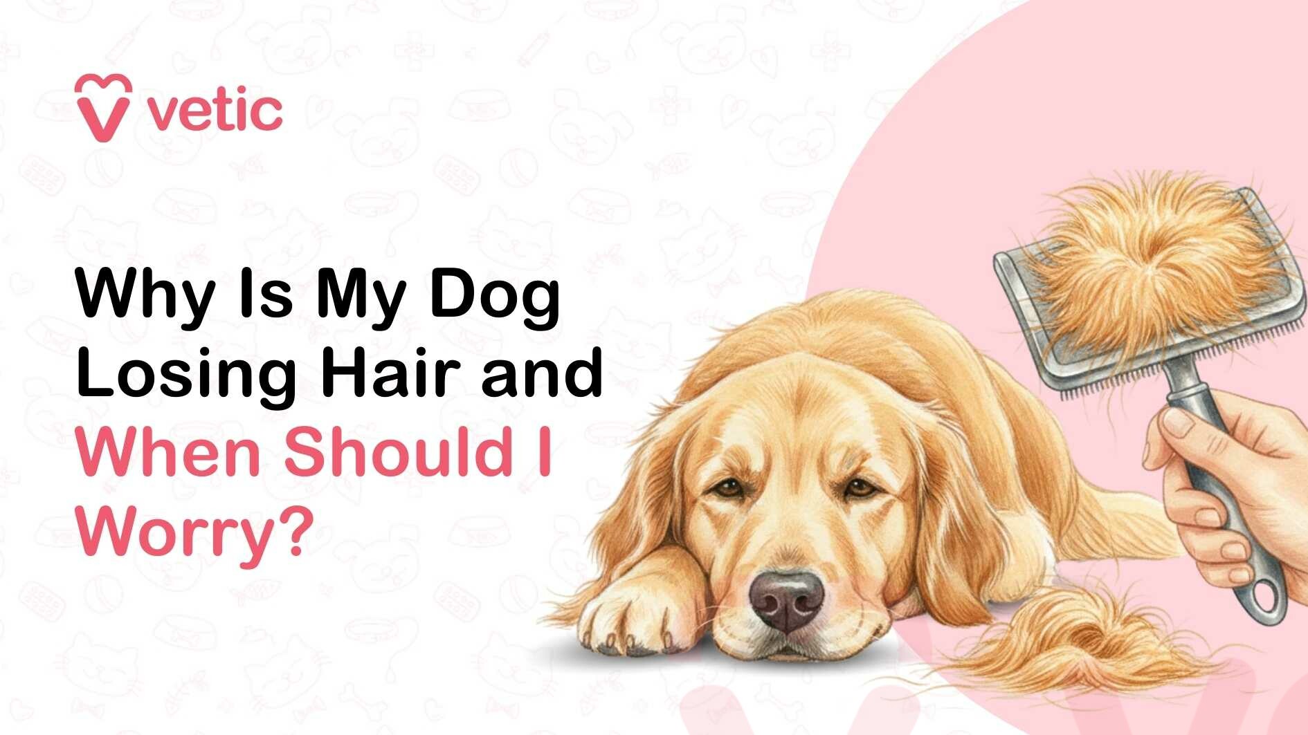 A wide veterinary-themed educational banner from the Vetic brand, featuring the pink Vetic heart-shaped logo and the word “vetic” in the top left corner. The left side of the image contains a large headline that reads, “Why Is My Dog Losing Hair and When Should I Worry?” with the first part of the text in bold black and the phrase “When Should I Worry?” highlighted in pink to emphasize concern about pet health. On the right side of the banner, there is a detailed illustration of a golden-colored dog, resembling a Golden Retriever, lying down with its head resting on its front paws and a slightly tired or concerned expression on its face. The dog has soft golden fur, droopy ears, and gentle brown eyes, conveying discomfort or fatigue. Next to the dog, a human hand is holding a grooming brush filled with clumps of loose dog hair, while additional tufts of shed fur are shown falling or collected below, visually illustrating excessive hair shedding. Behind the dog and brush is a soft pink circular background that highlights the illustration. The overall background is light and minimal with faint pet-themed line icons subtly patterned across it, creating a clean, modern veterinary educational graphic focused on dog hair loss and grooming concerns.