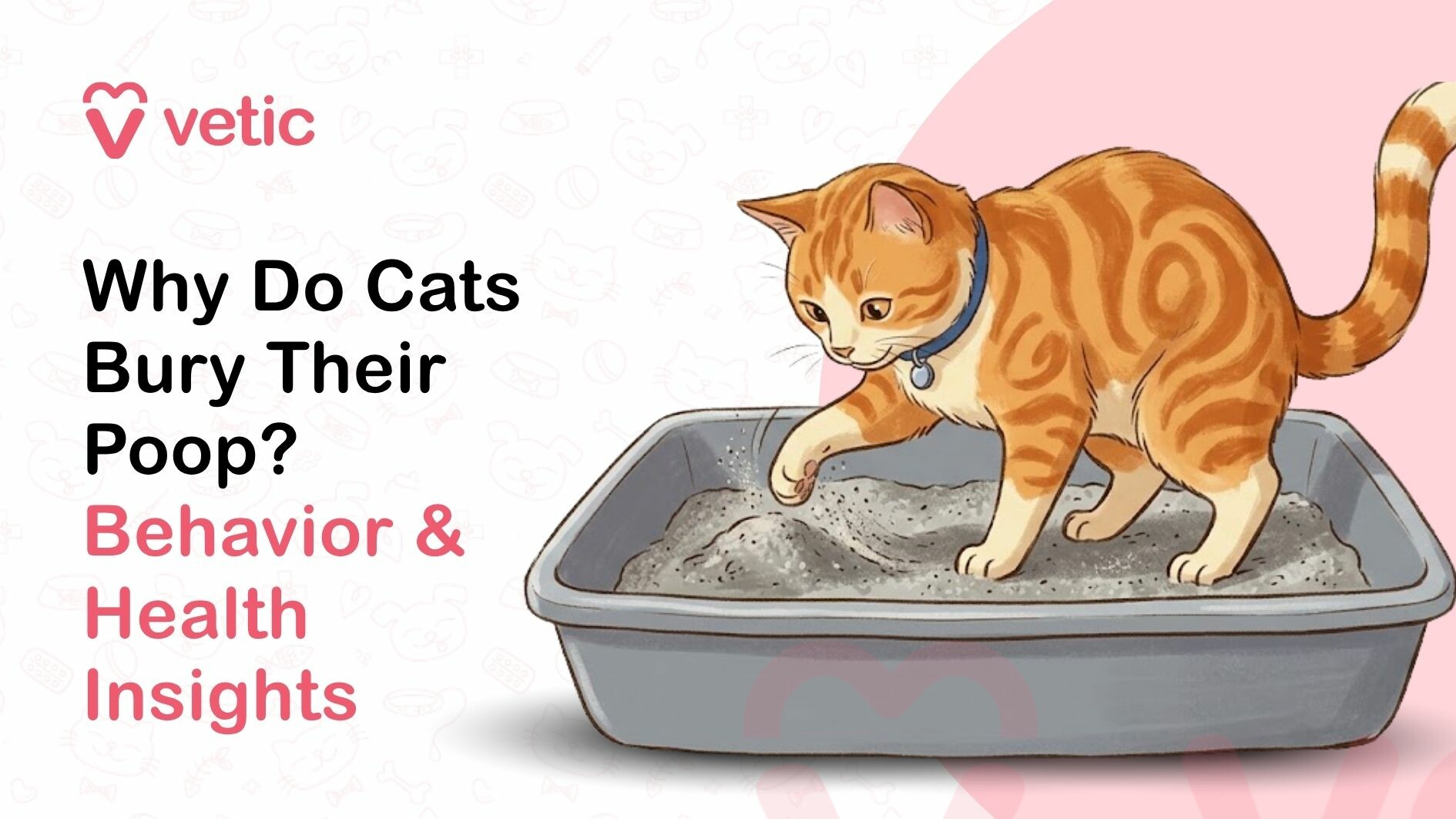 This image is a clean, modern veterinary-style illustration designed to educate pet owners about feline behavior, specifically why cats bury their poop. The design uses a soft pastel color palette and a minimal layout that enhances readability and visual appeal. The background is light off-white with faint, subtle line drawings of pet-related icons such as paw prints, bones, cat faces, and veterinary symbols, creating a gentle and informative atmosphere without overwhelming the main content. In the top left corner, the brand name “Vetic” is displayed alongside a pink heart-shaped logo, indicating a pet healthcare or veterinary service provider. The branding is simple, clean, and professional, helping establish trust and authority in the pet care space. Below the logo, the main headline is prominently displayed in a bold, sans-serif font. The text reads: “Why Do Cats Bury Their Poop? Behavior & Health Insights.” The typography uses a combination of black and pink colors to create visual hierarchy. The question “Why Do Cats Bury Their Poop?” is written in bold black text, making it the primary focus, while “Behavior & Health Insights” is highlighted in pink to emphasize the educational aspect of the content. The font is modern and easy to read, suggesting that the image is intended for digital platforms such as blogs, social media, or veterinary websites. On the right side of the image, there is a detailed illustration of an orange tabby cat. The cat has a warm orange coat with darker swirling stripe patterns, characteristic of a classic tabby. It is wearing a blue collar with a small circular tag, indicating that it is a domesticated pet. The cat is positioned standing inside a rectangular litter box filled with light gray litter material. The cat is shown in the act of burying its waste, with one front paw extended forward, gently scratching and pushing the litter. Small particles of litter are visible being moved, emphasizing the natural digging behavior. The cat’s posture is slightly leaned forward, focused on the task, with its head tilted downward toward the litter. Its ears are relaxed and its expression is calm and attentive, indicating normal, instinctive behavior rather than stress or discomfort. The litter box is a simple, open-top rectangular tray in a muted gray color. It is filled with a fine, sand-like litter that appears soft and easy to dig. The box is placed against a soft pink curved background element on the right side of the image. This pink shape creates contrast and separates the illustration from the text area, adding depth and visual balance to the composition. The overall composition clearly communicates the concept of natural feline hygiene behavior. Cats instinctively bury their feces to hide their scent from predators and to maintain cleanliness in their environment. The image visually reinforces this behavior through the cat’s digging motion and focused posture. This illustration is ideal for use in educational content such as blog articles, veterinary guides, pet care websites, and social media posts aimed at cat owners. It helps explain common cat behaviors in a simple and visually engaging way, making it easier for pet owners to understand their pet’s instincts and health-related habits. The combination of clear typography, professional branding, and a relatable pet scenario makes the image both informative and approachable. It not only answers a common question about cat behavior but also reassures pet owners that burying poop is a normal and healthy habit for most cats. In summary, this image represents an educational guide about feline litter box behavior, focusing on why cats bury their poop. It combines a clean design, soft color palette, and detailed illustration to deliver an engaging and informative visual that supports pet care awareness and understanding.