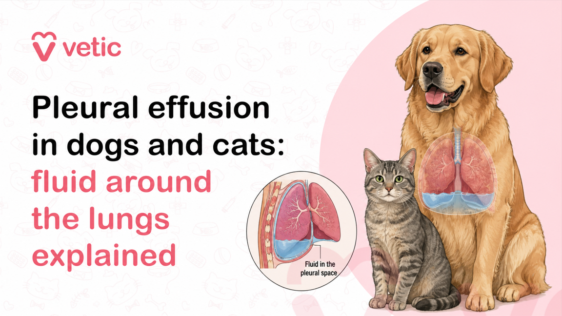 Educational infographic by Vetic explaining pleural effusion in dogs and cats, showing a golden retriever dog and a grey tabby cat with illustrated lungs highlighting fluid buildup around the lungs in the pleural space. The graphic uses soft pink and white branding with medical-style anatomical illustrations to explain respiratory fluid accumulation in pets. Large bold text reads “Pleural effusion in dogs and cats: fluid around the lungs explained.” A circular close-up diagram further demonstrates blue-colored fluid collecting around the lungs inside the chest cavity. The image is designed to educate pet parents about pleural effusion, a serious respiratory condition in companion animals that can affect breathing and lung function. The golden retriever illustration displays transparent chest anatomy with visible lungs partially surrounded by blue fluid, visually representing pleural space fluid accumulation. Beside the dog, a calm grey tabby cat sits facing forward, symbolizing that the condition can affect both canine and feline pets. The medical illustration emphasizes veterinary awareness, respiratory health, and early diagnosis of breathing disorders in pets. The background contains subtle pet-themed icon patterns, including bones, paw-related illustrations, medical symbols, and pet accessories, reinforcing the veterinary healthcare theme. The overall design follows a clean and modern veterinary educational style commonly used for pet health awareness campaigns and social media education posts. The infographic visually simplifies the concept of pleural effusion for pet owners by showing how excess fluid surrounds the lungs and restricts proper breathing. The educational content is intended to help pet parents recognize serious respiratory problems in dogs and cats and understand the importance of immediate veterinary care. The use of pastel pink tones, soft medical illustrations, and friendly pet imagery creates an approachable and informative healthcare communication design for veterinary audiences. The Vetic logo appears prominently in the top-left corner, reinforcing the veterinary healthcare branding and professional educational context. The graphic combines pet anatomy visualization with simplified educational messaging to explain a potentially life-threatening thoracic condition affecting pets. The image may be used for veterinary blogs, pet healthcare awareness campaigns, social media educational posts, respiratory disease awareness, veterinary clinic promotions, pet wellness resources, or online veterinary informational content related to breathing issues in dogs and cats. Keywords associated with the image include pleural effusion in dogs, pleural effusion in cats, fluid around lungs in pets, veterinary respiratory disease, pet breathing problems, canine lung disease, feline respiratory illness, thoracic fluid accumulation, veterinary healthcare infographic, animal lung anatomy, pet emergency symptoms, veterinary diagnosis, pet wellness education, veterinary medical illustration, and respiratory distress in companion animals.