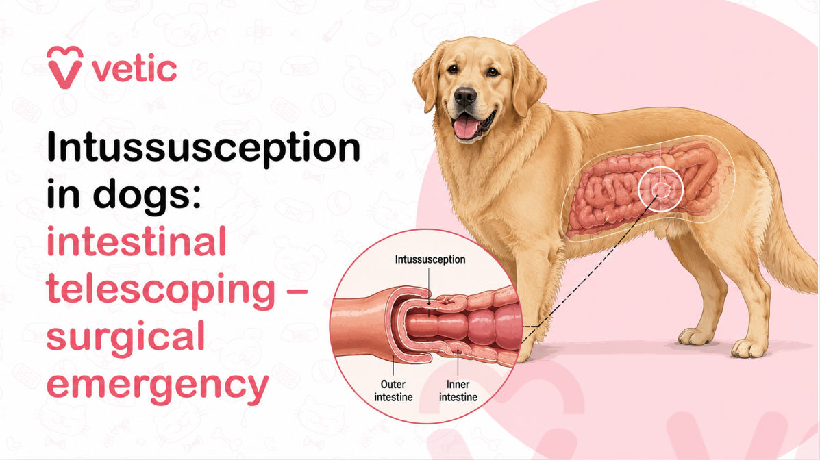 Veterinary educational infographic by Vetic explaining intussusception in dogs, a serious gastrointestinal condition where one section of the intestine telescopes into another, causing intestinal obstruction and requiring emergency surgical treatment. The infographic features a large golden retriever dog with a transparent anatomical illustration of the intestines visible inside the abdominal cavity, visually demonstrating the location of intestinal telescoping within the digestive tract. The design uses soft pink, white, and pastel veterinary-themed colors combined with detailed medical illustrations and emergency healthcare messaging to educate pet owners about canine intestinal obstruction and the importance of immediate veterinary intervention. Large bold text on the left side of the infographic reads “Intussusception in dogs: intestinal telescoping – surgical emergency,” clearly emphasizing the condition’s medical seriousness and urgent surgical nature. The Vetic logo appears prominently in the upper-left corner, reinforcing the professional veterinary healthcare branding and educational context. The infographic follows a modern veterinary educational style commonly used in pet healthcare awareness campaigns, veterinary blog articles, social media educational posts, and animal wellness informational resources. On the right side of the image, a realistic illustration of a golden retriever dog stands facing forward with a calm expression while displaying a semi-transparent view of the digestive system inside the abdomen. The intestines are anatomically illustrated in shades of pink and red, highlighting a specific section where one intestinal segment folds into another. A circular target-like marker draws attention to the affected intestinal area, helping pet owners visually identify the site of obstruction associated with intussusception. Dashed guide lines connect the highlighted intestinal section to a larger circular close-up medical illustration below. The enlarged anatomical diagram at the bottom center of the infographic provides a detailed cross-sectional view of intussusception, showing how the inner intestine telescopes into the outer intestine. Labels identify the “Inner intestine,” “Outer intestine,” and “Intussusception,” helping simplify a complex gastrointestinal disorder into an understandable educational visual. The illustration demonstrates how intestinal folding can block food movement, reduce blood supply, and create severe digestive complications in dogs. The medical-style artwork uses realistic tissue textures and layered intestinal anatomy to support veterinary education while remaining accessible to pet owners. In the lower-right corner of the infographic, a veterinary emergency alert panel appears with a siren icon and the message “Surgical Emergency – Seek veterinary care immediately.” This emergency warning reinforces the urgency of the condition and emphasizes that intussusception is a life-threatening gastrointestinal emergency requiring rapid diagnosis and surgical treatment. The alert visually communicates the need for immediate veterinary attention to prevent complications such as intestinal tissue death, perforation, infection, shock, and systemic illness. The background of the infographic contains subtle pet-themed and veterinary-themed icon patterns, including outlines of pet faces, veterinary crosses, collars, bones, syringes, and pet care symbols. These soft background graphics reinforce the veterinary healthcare context while maintaining a clean and approachable educational design. The overall composition balances medical accuracy with friendly pet-focused visuals, making the content suitable for pet owners seeking understandable information about serious canine digestive emergencies. This veterinary educational image is intended to raise awareness about canine intussusception, a potentially life-threatening condition commonly associated with vomiting, abdominal pain, diarrhea, lethargy, appetite loss, weakness, dehydration, and gastrointestinal obstruction in dogs. The infographic encourages pet parents to recognize early symptoms of digestive distress and seek immediate veterinary evaluation if signs of intestinal obstruction appear. By visually demonstrating intestinal telescoping and emergency messaging, the infographic helps simplify complex veterinary gastrointestinal concepts for general audiences. The educational graphic may be used for veterinary blogs, pet healthcare awareness campaigns, canine gastrointestinal disease articles, veterinary social media education posts, digestive emergency resources, veterinary surgery awareness, dog intestinal obstruction education, emergency pet care content, and online veterinary informational materials related to canine digestive disorders. SEO-related keywords associated with the image include intussusception in dogs, canine intestinal telescoping, dog intestinal obstruction, veterinary surgical emergency, canine gastrointestinal blockage, dog digestive emergency, intestinal obstruction infographic, veterinary gastrointestinal disease, emergency surgery in dogs, dog vomiting emergency, canine abdominal pain, veterinary healthcare infographic, dog intestinal anatomy illustration, pet digestive disorder awareness, veterinary surgery education, and emergency veterinary care for dogs.