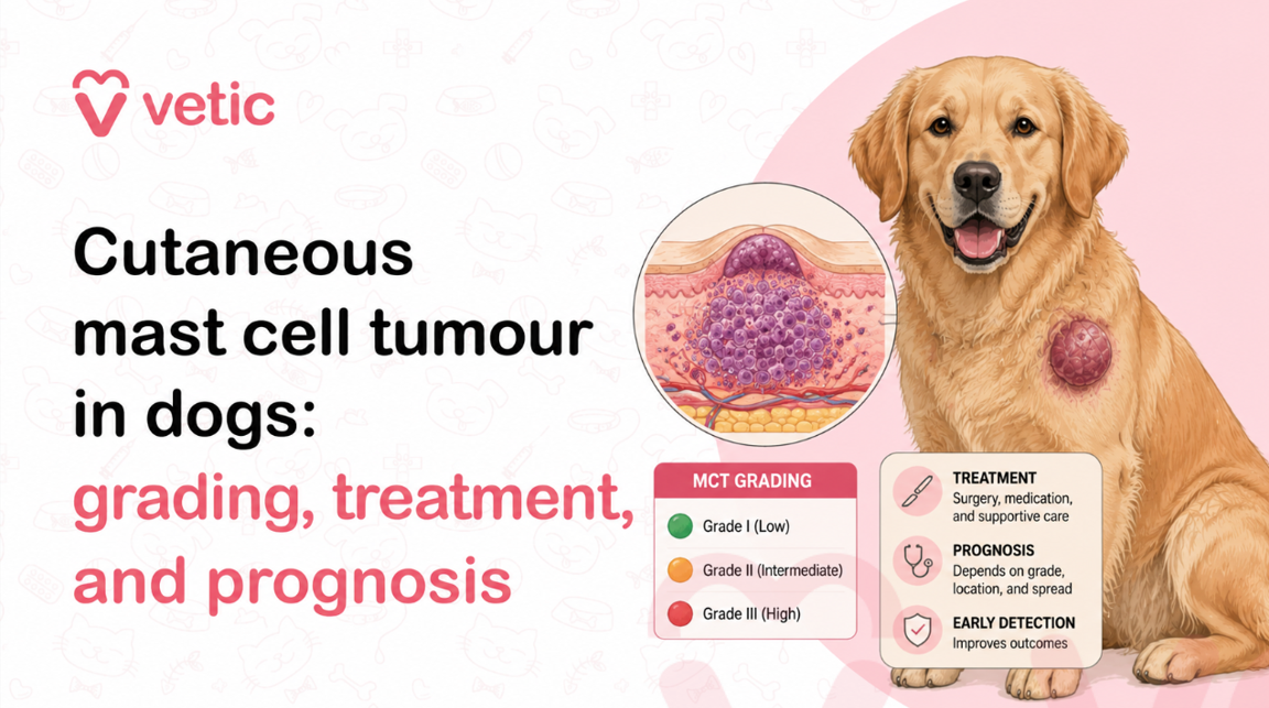 Veterinary educational infographic by Vetic about cutaneous mast cell tumour in dogs, featuring a golden retriever with a visible skin tumour on its shoulder and detailed medical illustrations explaining mast cell tumour grading, treatment, and prognosis in canine patients. The infographic uses a clean veterinary healthcare design with soft pink and white tones, combining educational text with anatomical illustrations to help pet parents understand canine skin cancer and mast cell tumours in dogs. Large bold typography reads “Cutaneous mast cell tumour in dogs: grading, treatment, and prognosis,” clearly highlighting the educational focus on veterinary oncology and skin tumour management in companion animals. The Vetic logo is prominently displayed in the top-left corner, reinforcing the veterinary healthcare branding and professional medical educational context. On the right side of the image, a detailed illustration of a golden retriever dog sits calmly while displaying a large raised cutaneous mast cell tumour on the shoulder region. The tumour appears as a reddish-pink, inflamed, rounded skin mass with textured detailing to visually represent abnormal skin growth associated with mast cell tumours in dogs. Near the dog, a circular microscopic-style medical illustration shows a close-up cross-sectional view of mast cell tumour tissue beneath the skin surface, highlighting abnormal clustered mast cells within different skin layers. The anatomical illustration uses shades of pink, purple, and red to visually represent tumour cell proliferation and inflammation in canine skin tissue. Below the medical illustration, the infographic includes an educational mast cell tumour grading chart labeled “MCT Grading,” explaining the three commonly recognized tumour grades in canine mast cell tumours. The grading section visually categorizes Grade I as low-grade, Grade II as intermediate-grade, and Grade III as high-grade using colored indicator circles in green, orange, and red. This section helps pet owners understand how tumour aggressiveness and prognosis may vary depending on tumour classification and histopathological diagnosis. Another informational panel on the lower right side summarizes important veterinary treatment and prognosis information related to mast cell tumours in dogs. The treatment section mentions surgery, medication, and supportive care as common veterinary approaches for managing canine mast cell tumours. The prognosis section explains that outcomes depend on tumour grade, anatomical location, and metastatic spread. An additional section emphasizes the importance of early detection, noting that early diagnosis and veterinary intervention can significantly improve treatment outcomes and long-term prognosis in affected dogs. The background of the infographic contains subtle pet-themed and veterinary-themed icon patterns, including outlines of pet faces, veterinary crosses, pet bowls, bones, collars, syringes, and animal care symbols, reinforcing the healthcare and veterinary medicine context. The overall layout follows a modern veterinary infographic design style optimized for pet healthcare awareness, educational blog content, veterinary social media campaigns, pet owner education materials, veterinary clinic marketing, and online informational resources about canine cancer and skin tumours. The image is designed to educate dog owners about cutaneous mast cell tumours, one of the most common skin tumours diagnosed in dogs. It visually simplifies complex veterinary oncology concepts by combining friendly pet illustrations with easy-to-understand grading systems and treatment summaries. The infographic supports pet health awareness by encouraging owners to monitor unusual skin lumps, bumps, swelling, or masses in dogs and seek prompt veterinary evaluation when abnormalities are noticed. This veterinary educational graphic may be used in articles or campaigns related to canine mast cell tumours, dog skin cancer, veterinary oncology, pet tumour diagnosis, cancer treatment in dogs, dog lump evaluation, canine dermatology, pet cancer awareness, veterinary surgery, animal healthcare education, and pet wellness information. SEO-related keywords associated with the image include cutaneous mast cell tumour in dogs, mast cell tumour grading in dogs, dog skin tumour infographic, canine cancer awareness, dog tumour treatment, mast cell tumour prognosis, veterinary oncology infographic, dog skin cancer symptoms, mast cell tumour surgery in dogs, pet healthcare education, canine skin mass illustration, veterinary medical infographic, early tumour detection in dogs, dog cancer diagnosis, veterinary treatment for mast cell tumours, and companion animal oncology education.