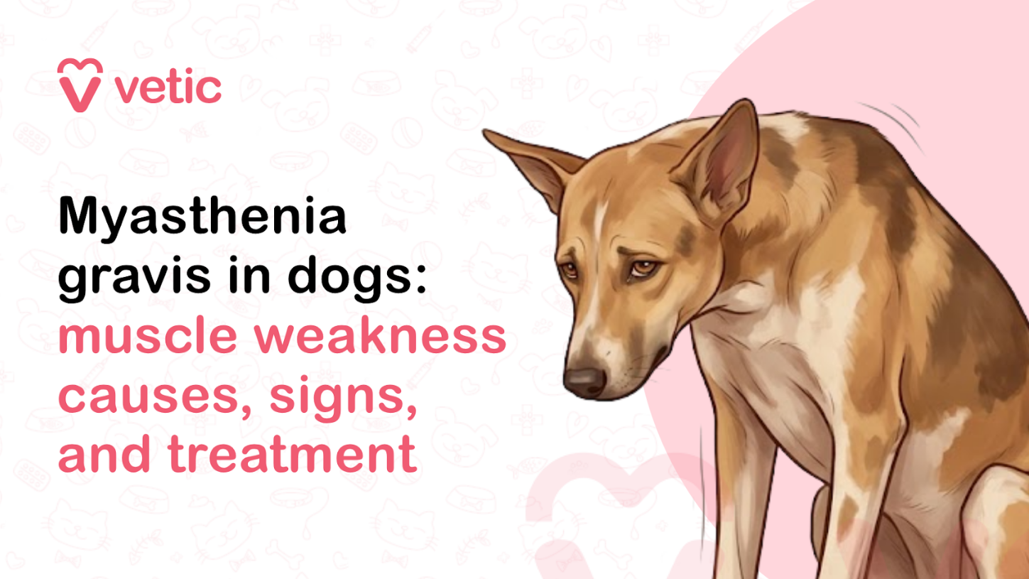 Veterinary educational banner for Vetic about myasthenia gravis in dogs featuring the title “Myasthenia gravis in dogs: muscle weakness causes, signs, and treatment.” The design uses a clean pastel veterinary infographic style with a soft off-white background decorated with faint pet-themed doodles including paw prints, pet bowls, collars, bones, hearts, and medical symbols. The Vetic logo appears in the upper-left corner in pink with a heart-shaped “V” icon and modern lowercase typography. On the left side, bold black and soft pink headline text reads “Myasthenia gravis in dogs: muscle weakness causes, signs, and treatment,” with important medical keywords highlighted in pink for emphasis and readability. The typography is modern, large, and optimized for veterinary educational blogs, pet health awareness content, social media graphics, and canine neuromuscular disorder articles. On the right side of the banner is a realistic vector-style illustration of a weak and fatigued tan-colored dog with a thin body posture, lowered head, droopy ears, and tired facial expression to visually represent muscle weakness associated with canine myasthenia gravis. The dog appears physically exhausted and unstable while standing, symbolizing reduced muscle strength, fatigue after activity, and mobility issues commonly linked to the disease. Subtle motion lines near the body emphasize weakness and instability without appearing graphic or distressing. Behind the dog is a large pastel pink circular background element that balances the composition and maintains consistency with the Vetic veterinary branding style. The illustration uses smooth vector artwork, soft shading, rounded outlines, and warm neutral tones to create an approachable yet medically informative visual for pet owners and veterinary audiences. The image supports educational content about canine myasthenia gravis, muscle weakness in dogs, neuromuscular disorders in pets, dog fatigue symptoms, causes of weakness in dogs, canine autoimmune diseases, treatment for myasthenia gravis in dogs, diagnosis of neuromuscular conditions, difficulty walking in dogs, and veterinary care for muscle disorders. Suitable for veterinary clinic blogs, educational infographics, YouTube thumbnails, pet health awareness campaigns, emergency symptom guides, and SEO-focused canine medical content related to weakness and nerve-muscle disorders in dogs.
