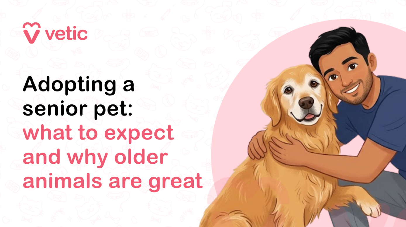 Veterinary educational banner for Vetic about adopting senior pets featuring the title “Adopting a senior pet: what to expect and why older animals are great.” The design uses a clean pastel veterinary infographic style with a soft off-white background decorated with faint pet-themed doodles including paw prints, pet bowls, fish bones, collars, hearts, and medical icons. The Vetic logo appears in the upper-left corner in pink with a heart-shaped “V” icon and modern lowercase typography. On the left side, bold black and soft pink headline text reads “Adopting a senior pet: what to expect and why older animals are great,” with key emotional and educational phrases highlighted in pink for readability and visual emphasis. The typography is modern, friendly, and optimized for pet adoption campaigns, veterinary educational blogs, rescue awareness content, and social media graphics focused on senior dog adoption. On the right side of the banner is a warm vector-style illustration of a smiling young man hugging a happy senior golden retriever. The older dog has gentle facial features, soft golden fur, and a calm expression that represents companionship, loyalty, and the loving nature of senior pets. The human figure is shown affectionately embracing the dog, emphasizing emotional bonding, pet adoption, rescue compassion, and the rewarding experience of adopting older animals. The illustration creates a comforting and heartwarming atmosphere suitable for pet care education and adoption advocacy. Behind the man and dog is a large pastel pink circular background element that balances the composition and maintains consistency with the Vetic veterinary branding style. The artwork uses smooth vector illustration, soft shading, rounded outlines, and warm colors to create an approachable and emotionally engaging visual for pet owners and animal lovers. The image supports educational content about adopting senior dogs, benefits of older pets, senior pet care tips, rescue dog adoption, caring for aging pets, emotional support animals, pet companionship, dog adoption awareness, veterinary wellness for senior pets, and responsible pet ownership. Suitable for veterinary clinic blogs, animal rescue campaigns, pet adoption websites, educational infographics, YouTube thumbnails, and SEO-focused pet health and adoption content related to senior animals and compassionate pet parenting.