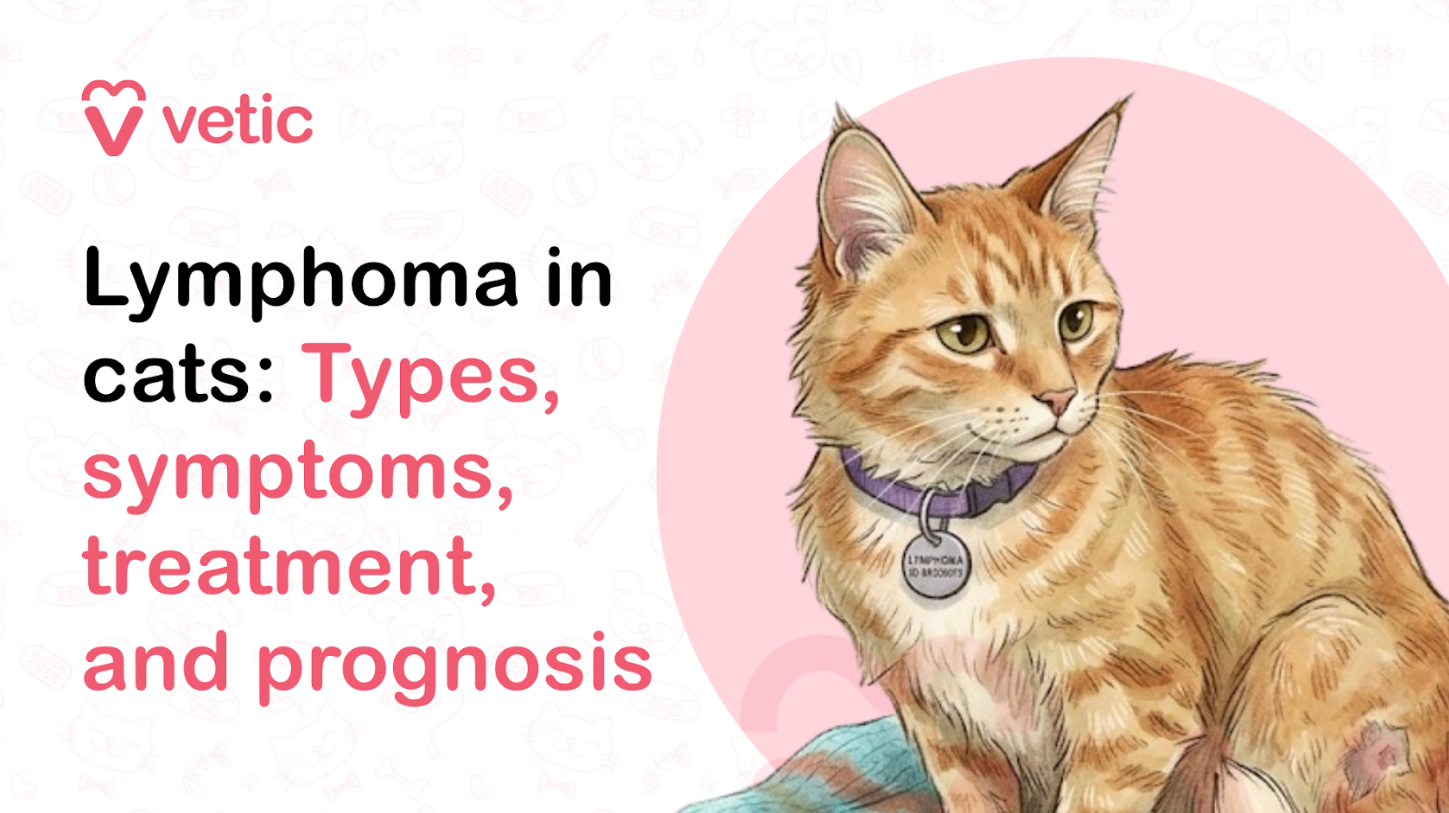 Veterinary educational banner for Vetic about lymphoma in cats featuring the title “Lymphoma in cats: Types, symptoms, treatment, and prognosis.” The design uses a clean pastel veterinary infographic style with a soft off-white background decorated with faint pet-themed doodles including paw prints, fish bones, collars, hearts, pet bowls, and medical icons. The Vetic logo appears in the upper-left corner in pink with a heart-shaped “V” icon and modern lowercase typography. On the left side, bold black and soft pink headline text reads “Lymphoma in cats: Types, symptoms, treatment, and prognosis,” with important medical keywords highlighted in pink for emphasis and readability. The typography is modern, large, and optimized for veterinary educational blogs, feline cancer awareness content, pet health articles, social media graphics, and SEO-focused veterinary resources. On the right side of the banner is a realistic vector-style illustration of an orange tabby cat wearing a purple collar and medical tag, calmly sitting while showing visible signs associated with feline lymphoma. The cat has a slightly serious expression and a shaved patch on the hind leg area, suggesting veterinary examination, diagnostic testing, or cancer treatment preparation. The illustration visually represents feline lymphoma awareness, cancer diagnosis, and ongoing veterinary care in a non-graphic and educational manner. The cat’s healthy yet watchful appearance helps communicate early detection and treatment-focused messaging for cat owners. Behind the cat is a large pastel pink circular background element that balances the composition and maintains consistency with the Vetic veterinary branding style. The artwork uses smooth vector illustration, soft shading, rounded outlines, and warm tones to create an approachable and informative visual suitable for veterinary education and pet healthcare awareness campaigns. The image supports educational content about feline lymphoma, cat cancer symptoms, lymphoma treatment in cats, prognosis for feline lymphoma, types of lymphoma in cats, chemotherapy for cats, swollen lymph nodes in cats, feline oncology care, cancer diagnosis in pets, veterinary cancer awareness, and long-term management of feline cancers. Suitable for veterinary clinic blogs, educational infographics, pet health websites, YouTube thumbnails, social media awareness posts, and SEO-focused content related to feline lymphoma diagnosis, treatment options, and cancer care for cats.