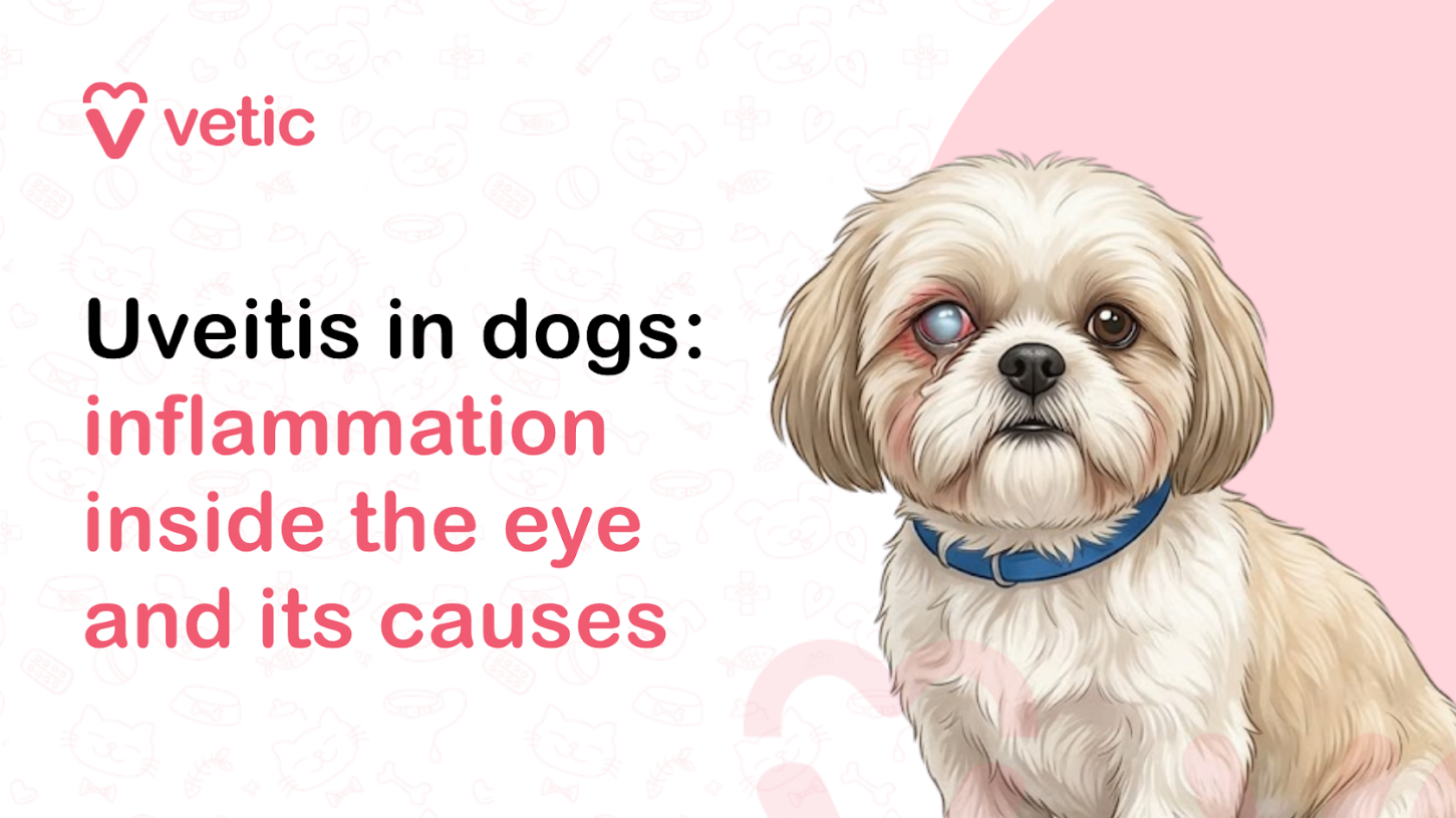 Veterinary educational banner for Vetic about uveitis in dogs featuring the title “Uveitis in Dogs: Inflammation Inside the Eye and Its Causes.” The design uses a clean pastel veterinary infographic style with a soft off-white background decorated with faint pet-themed doodles including paw prints, pet bowls, bones, collars, hearts, fish bones, and veterinary medical icons. The Vetic logo appears prominently in the upper-left corner in pink with a heart-shaped “V” icon and modern lowercase typography, maintaining consistent veterinary brand identity. On the left side, bold black and soft pink headline text reads “Uveitis in Dogs: Inflammation Inside the Eye and Its Causes,” with the phrase “inflammation inside the eye and its causes” highlighted in pink for emphasis and readability. The typography is large, modern, and optimized for veterinary educational content, pet health blogs, dog eye disease awareness posts, social media graphics, and SEO-focused veterinary articles. On the right side of the banner is a realistic vector-style illustration of a small fluffy Shih Tzu-type dog with cream and white fur wearing a blue collar. The dog’s left eye appears visibly inflamed, cloudy, and reddish, accurately representing symptoms associated with canine uveitis and internal eye inflammation. The affected eye has a bluish-white cloudy appearance with surrounding redness and irritation to visually communicate discomfort, inflammation, and possible vision problems. The dog’s facial expression appears subdued and slightly uncomfortable while remaining non-graphic and educational in tone, suitable for veterinary awareness content. Behind the dog is a large pastel pink circular background element that balances the overall composition and matches the signature Vetic veterinary branding style used across pet healthcare educational graphics. The illustration uses smooth vector artwork, soft shading, rounded outlines, and gentle pastel colors to create an approachable yet medically informative design appropriate for pet parents and veterinary educational resources. The image supports educational content about uveitis in dogs, canine eye inflammation, cloudy eyes in dogs, dog eye infections, canine ophthalmology conditions, causes of red eyes in dogs, painful eye diseases in pets, dog vision problems, immune-mediated eye disease, glaucoma risks, cataract-related inflammation, veterinary eye treatment, pet ophthalmic emergencies, and canine eye care awareness. Suitable for veterinary clinic blogs, dog health articles, pet healthcare infographics, emergency eye condition awareness campaigns, educational social media posts, YouTube thumbnails, and SEO-focused veterinary ophthalmology content.