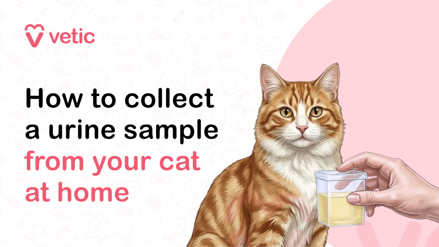 Veterinary educational banner for Vetic about collecting a urine sample from a cat at home featuring the title “How to Collect a Urine Sample from Your Cat at Home.” The design uses a clean pastel veterinary infographic style with a soft off-white background decorated with faint pet-themed doodles including paw prints, fish bones, collars, pet bowls, hearts, medical crosses, and veterinary care icons. The Vetic logo appears in the upper-left corner in pink with a heart-shaped “V” icon and modern lowercase typography, maintaining consistent veterinary branding and pet healthcare aesthetics. On the left side, bold black and soft pink headline text reads “How to Collect a Urine Sample from Your Cat at Home,” with the phrase “from your cat at home” highlighted in soft pink for emphasis and readability. The typography is large, modern, and optimized for veterinary educational content, pet owner guides, cat healthcare blogs, social media graphics, and SEO-focused veterinary informational articles. On the right side of the banner is a realistic vector-style illustration of an orange tabby cat with white fur markings sitting calmly and facing forward. Beside the cat is a human hand holding a transparent urine sample collection container partially filled with pale yellow liquid, visually demonstrating the process of collecting a feline urine sample for veterinary testing. The cat appears relaxed and healthy, creating a reassuring and educational tone suitable for pet parents learning at-home urine collection techniques. The illustration is clean, non-graphic, and medically informative while remaining approachable and easy to understand. Behind the cat is a large pastel pink circular background element that balances the composition and aligns with the Vetic veterinary educational branding style. The artwork uses smooth vector illustration, soft shading, rounded outlines, and gentle pastel colors to create an informative and visually friendly design suitable for veterinary clinics, educational resources, and pet wellness content. The image supports educational content about how to collect a cat urine sample at home, feline urine testing, veterinary diagnostic procedures, cat urinary health, urinalysis for cats, urinary tract infections in cats, kidney disease testing, bladder health monitoring, feline diabetes screening, pet diagnostic sample collection, stress-free veterinary care at home, and cat wellness checkups. Suitable for veterinary clinic blogs, cat healthcare articles, educational infographics, social media awareness posts, YouTube thumbnails, pet owner guides, and SEO-focused veterinary content related to feline urinary diagnostics and home sample collection.
