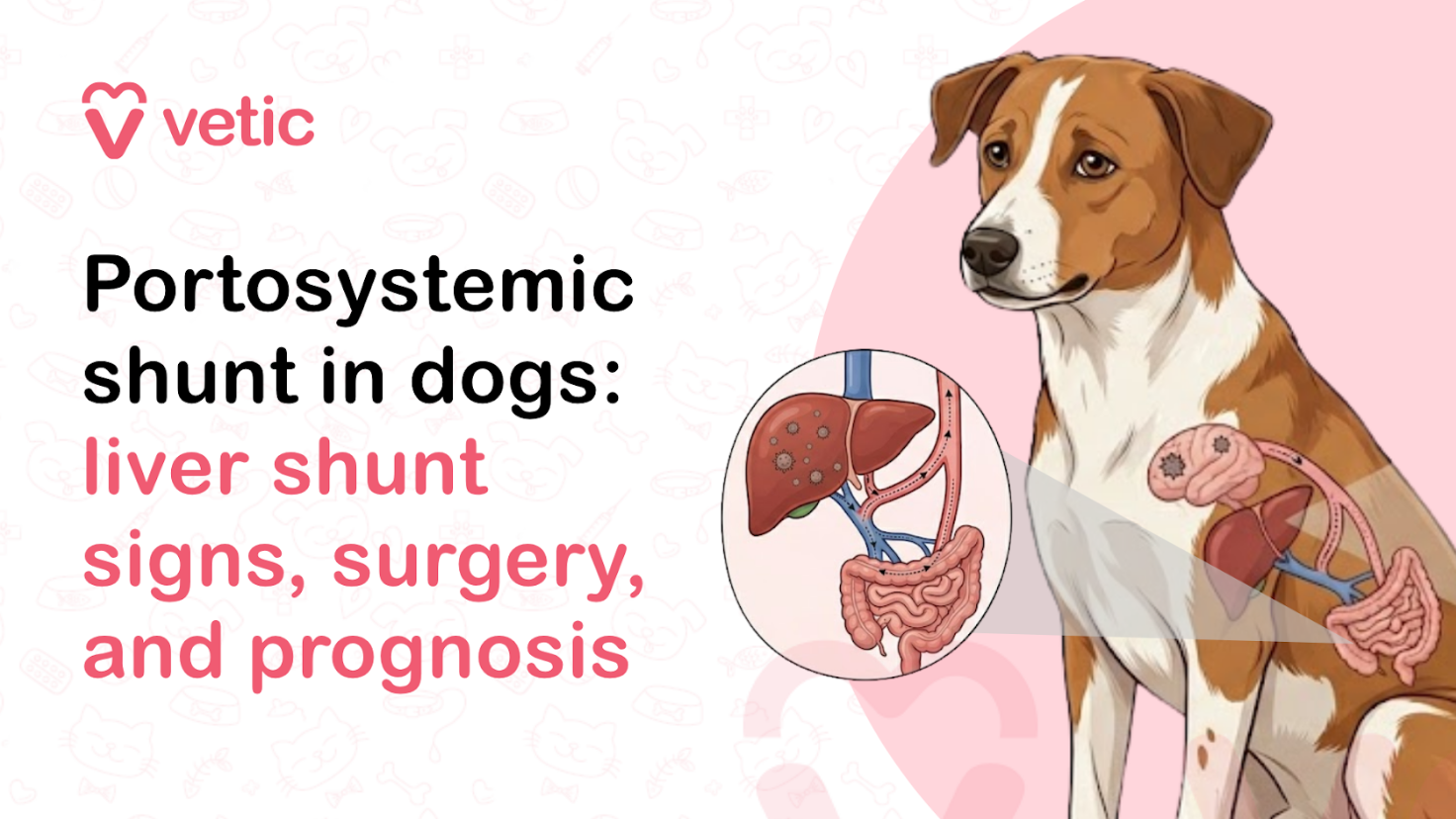 Veterinary educational banner for Vetic about portosystemic shunt in dogs featuring the title “Portosystemic Shunt in Dogs: Liver Shunt Signs, Surgery, and Prognosis.” The design uses a clean pastel veterinary infographic style with a soft off-white background decorated with faint pet-themed doodles including paw prints, pet bowls, bones, collars, hearts, fish bones, and veterinary medical icons. The Vetic logo appears prominently in the upper-left corner in pink with a heart-shaped “V” icon and modern lowercase typography, maintaining a consistent veterinary healthcare branding style. On the left side, bold black and soft pink headline text reads “Portosystemic Shunt in Dogs: Liver Shunt Signs, Surgery, and Prognosis,” with the phrase “liver shunt signs, surgery, and prognosis” highlighted in soft pink for emphasis and readability. The typography is large, modern, and optimized for veterinary educational content, canine liver disease blogs, pet health awareness articles, veterinary social media graphics, and SEO-focused dog healthcare resources. On the right side of the banner is a realistic vector-style illustration of a brown-and-white dog sitting calmly with a mildly concerned facial expression. A semi-transparent anatomical overlay on the dog’s abdomen visually highlights the digestive system and liver region, helping illustrate the internal nature of a canine portosystemic shunt. Next to the dog is a circular medical diagram showing the liver, blood vessels, and intestines with abnormal blood flow pathways to represent a liver shunt condition in dogs. The educational anatomy graphic helps explain how blood bypasses the liver in dogs affected by portosystemic shunts. The illustration remains non-graphic, medically informative, and easy for pet owners to understand. Behind the dog is a large pastel pink circular background element that balances the composition and aligns with the signature Vetic veterinary branding aesthetic. The artwork uses smooth vector illustration, soft shading, rounded outlines, and gentle pastel colors to create an approachable yet clinically educational visual suitable for veterinary clinics and pet healthcare education. The image supports educational content about portosystemic shunt in dogs, liver shunt symptoms in dogs, congenital liver disease in puppies, canine liver disorders, abnormal liver blood flow, hepatic shunts, neurological signs from liver disease, surgery for liver shunts in dogs, liver shunt prognosis, veterinary liver diagnostics, canine digestive disorders, poor growth in dogs, seizures caused by liver disease, ammonia buildup in dogs, and long-term management of canine liver conditions. Suitable for veterinary clinic blogs, dog liver disease awareness campaigns, educational infographics, veterinary surgery information pages, YouTube thumbnails, pet owner guides, and SEO-focused veterinary content related to canine liver shunts and hepatic disorders.