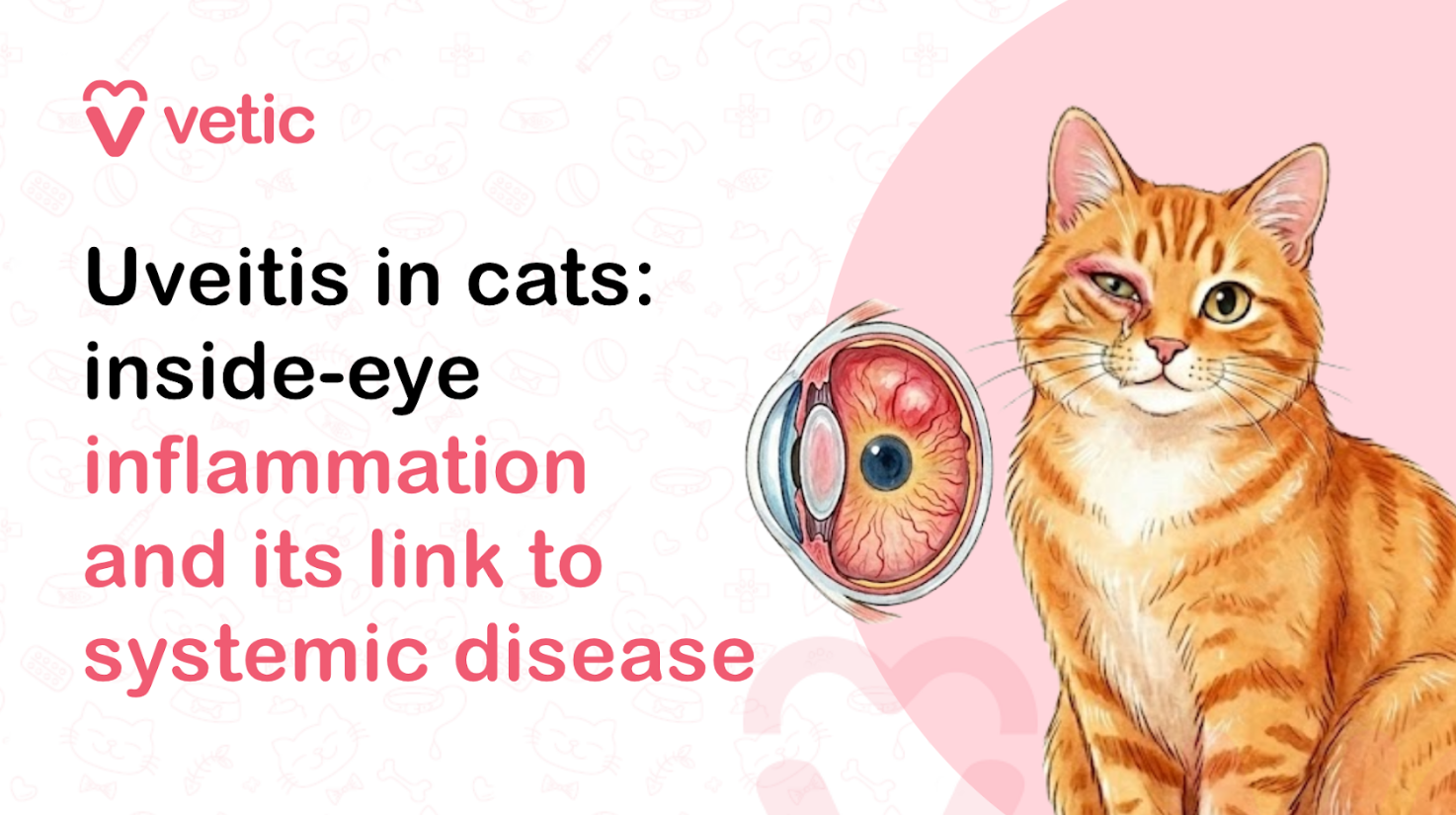 Veterinary educational banner for Vetic about uveitis in cats featuring the title “Uveitis in cats: inside-eye inflammation and its link to systemic disease.” The design uses a clean pastel veterinary infographic style with a soft off-white background decorated with faint pet-themed doodles including paw prints, fish bones, collars, hearts, pet toys, and veterinary medical icons. The Vetic logo appears in the upper-left corner in pink with a heart-shaped “V” icon and modern lowercase typography. On the left side, bold black and soft pink headline text reads “Uveitis in cats: inside-eye inflammation and its link to systemic disease,” with important medical phrases highlighted in pink for emphasis and readability. The typography is large, modern, and optimized for veterinary educational content, feline eye health blogs, pet awareness articles, and veterinary ophthalmology resources. On the right side of the banner is a realistic vector-style illustration of an orange tabby cat with one visibly inflamed and swollen eye, showing redness, irritation, and partial eyelid closure to visually represent feline uveitis symptoms. The affected eye appears painful and irritated, helping illustrate inflammation occurring inside the eye. Beside the cat is a detailed medical-style cross-sectional eye diagram showing internal eye inflammation, blood vessel redness, and irritated ocular structures to visually explain the condition in an educational and approachable way. The cat’s expression appears mildly uncomfortable and sensitive while remaining non-graphic and suitable for veterinary awareness content. Behind the cat is a large pastel pink circular background element that balances the composition and maintains consistency with the Vetic veterinary branding style. The overall artwork uses smooth vector illustration, soft shading, rounded outlines, and gentle colors to create an informative but approachable visual suitable for cat owners seeking information about feline eye diseases and systemic health conditions. The image supports educational content about uveitis in cats, feline eye inflammation, swollen cat eye causes, painful eye conditions in cats, systemic diseases affecting cat eyes, feline ocular disorders, eye redness in cats, cat vision problems, veterinary ophthalmology, infectious diseases in cats, immune-mediated eye disease, feline health symptoms, emergency eye care for cats, and veterinary diagnosis and treatment for uveitis. Suitable for veterinary clinic blogs, pet care resources, educational infographics, YouTube thumbnails, social media awareness posts, and SEO-focused pet health content related to feline eye disease and systemic illness.