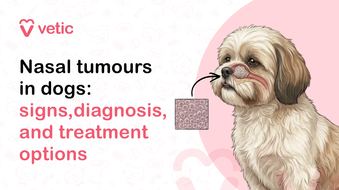 Veterinary educational banner for Vetic about nasal tumours in dogs featuring the title “Nasal tumours in dogs: signs, diagnosis, and treatment options.” The design uses a clean pastel veterinary infographic style with a soft off-white background decorated with faint pet-themed doodles including paw prints, fish bones, collars, hearts, pet toys, and veterinary medical icons. The Vetic logo appears in the upper-left corner in pink with a heart-shaped “V” icon and modern lowercase typography. On the left side, bold black and soft pink headline text reads “Nasal tumours in dogs: signs, diagnosis, and treatment options,” with key medical phrases highlighted in pink for emphasis and readability. The typography is large, modern, and optimized for veterinary educational content, canine cancer awareness articles, pet health blogs, and veterinary oncology resources. On the right side of the banner is a realistic vector-style illustration of a small fluffy dog, similar to a Shih Tzu or mixed breed, with a semi-transparent anatomical overlay on the nose and nasal cavity to visually represent a nasal tumour in dogs. Inside the highlighted nasal area is a pale abnormal mass illustrating tumour growth within the nasal passage. A black arrow points toward the affected area, while a small microscopic-style inset graphic beside the dog visually represents abnormal tumour cells and cancerous tissue. The dog’s expression appears slightly tired and uncomfortable, helping communicate respiratory or nasal discomfort while remaining non-graphic and educational in tone. Behind the dog is a large pastel pink circular background element that balances the composition and maintains consistency with the Vetic veterinary branding style. The overall artwork uses smooth vector illustration, soft shading, rounded outlines, and gentle colors to create an informative but approachable visual suitable for pet owners seeking information about canine nasal cancer and respiratory health conditions. The image supports educational content about nasal tumours in dogs, canine nasal cancer, nasal growths in dogs, dog nose tumours, breathing difficulties in dogs, nasal discharge causes, sneezing and nosebleeds in dogs, veterinary oncology, dog cancer diagnosis, CT scan and biopsy for nasal tumours, radiation therapy for dogs, cancer treatment options for pets, canine respiratory disease, and early warning signs of nasal cancer in dogs. Suitable for veterinary clinic blogs, pet care resources, educational infographics, YouTube thumbnails, social media awareness posts, and SEO-focused pet health content related to canine cancer diagnosis and treatment.