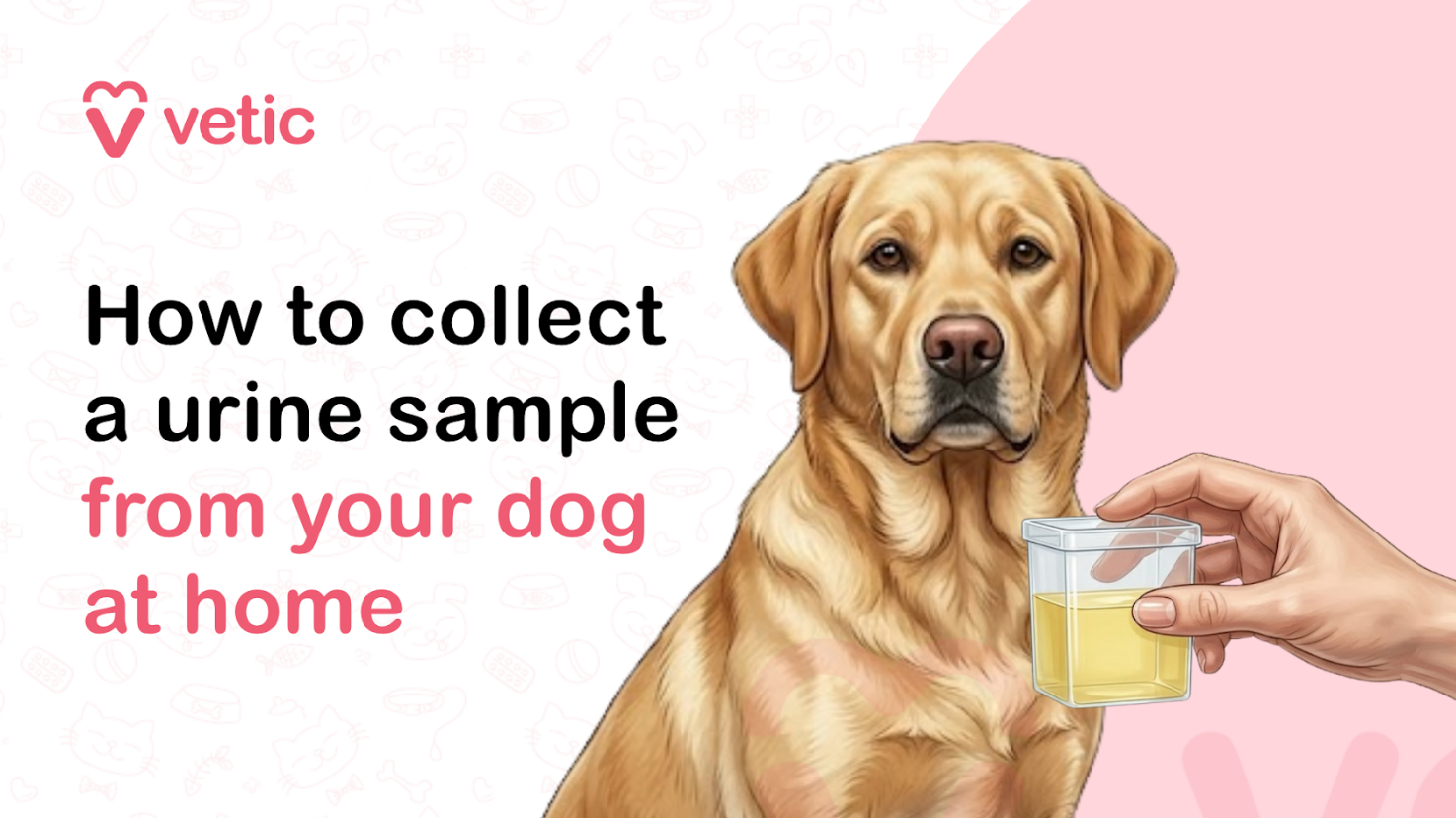 Veterinary educational banner for Vetic about collecting a dog urine sample at home featuring the title “How to collect a urine sample from your dog at home.” The design uses a clean pastel veterinary infographic style with a soft off-white background decorated with faint pet-themed doodles including paw prints, fish bones, collars, hearts, pet toys, and veterinary medical icons. The Vetic logo appears in the upper-left corner in pink with a heart-shaped “V” icon and modern lowercase typography. On the left side, bold black and soft pink headline text reads “How to collect a urine sample from your dog at home,” with important instructional phrases highlighted in pink for emphasis and readability. The typography is large, modern, and optimized for veterinary educational content, pet care blogs, home pet health guides, and diagnostic preparation articles. On the right side of the banner is a realistic vector-style illustration of a calm golden Labrador Retriever sitting beside a human hand holding a transparent urine sample collection container partially filled with yellow urine. The dog appears attentive and relaxed, while the clean medical-style sample cup visually represents at-home urine collection for veterinary testing. The illustration communicates a practical and approachable pet care procedure suitable for dog owners preparing for veterinary diagnostics such as urinalysis or infection screening. The visual remains educational, hygienic, and non-graphic in tone. Behind the dog is a large pastel pink circular background element that balances the composition and maintains consistency with the Vetic veterinary branding style. The overall artwork uses smooth vector illustration, soft shading, rounded outlines, and gentle colors to create an informative but approachable visual suitable for pet owners seeking guidance on safely collecting urine samples from dogs at home. The image supports educational content about dog urine sample collection, how to collect dog urine at home, canine urinalysis preparation, veterinary diagnostic testing, urine collection container for pets, dog urinary health, home pet care instructions, dog bladder infection testing, urinary tract infection symptoms in dogs, kidney disease testing in dogs, urine sample storage tips, pet laboratory testing, and veterinary check-up preparation. Suitable for veterinary clinic blogs, pet care resources, educational infographics, YouTube thumbnails, social media awareness posts, and SEO-focused pet health content related to canine urinary testing and home veterinary care.