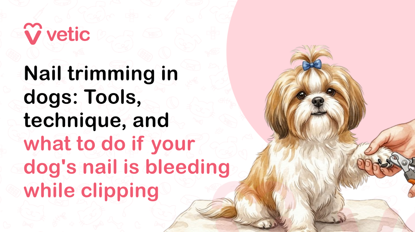 A professionally designed veterinary educational banner created for the Vetic pet care brand featuring the topic “Nail Trimming in Dogs.” The image uses a modern pastel infographic style with a clean veterinary aesthetic intended for dog grooming education, pet wellness awareness, and responsible pet care content. The background is a soft off-white color decorated with subtle light pink pet-themed doodles including paw prints, bones, collars, fish skeletons, pet bowls, hearts, and veterinary icons that add texture while maintaining a minimal and polished appearance suitable for digital media and educational websites. In the upper-left corner of the image is the pink Vetic logo featuring a heart-shaped “V” icon beside the lowercase word “vetic” in rounded modern sans-serif typography. The logo reinforces the veterinary care branding and creates a trustworthy, friendly tone commonly used in pet healthcare and wellness marketing. The left side of the banner contains large bold educational headline text arranged in multiple lines. The title reads: “Nail Trimming in Dogs: Safe Grooming Tips for Healthy Paws.” The phrase “Nail Trimming in Dogs” appears in thick black font for strong readability, while “Safe Grooming Tips for Healthy Paws” is highlighted in soft pink lettering to emphasize the practical care and pet wellness aspect of the topic. The typography is large, modern, and optimized for website banners, veterinary blog posts, Pinterest graphics, YouTube thumbnails, Instagram educational posts, Facebook pet care content, and online dog grooming resources. On the right side of the image is a friendly golden-colored dog sitting calmly while receiving a nail trimming session. The dog resembles a Labrador Retriever or mixed-breed companion dog with soft cream-and-golden fur, expressive brown eyes, and a relaxed facial expression. The dog’s posture appears cooperative and comfortable, visually communicating positive grooming experiences and stress-free pet handling. Around the dog’s neck is a teal-blue bandana decorated with moon and star patterns, adding warmth and personality to the illustration while matching the soft pastel color palette of the banner. A human hand wearing light veterinary grooming gloves is gently holding one of the dog’s front paws while carefully using a pet nail clipper to trim the nails. The grooming tool is illustrated in a safe and non-threatening way, emphasizing proper dog nail care and professional grooming practices. The dog’s paw is shown in detail, helping visually explain the concept of canine nail maintenance and paw health. Nearby, small visual grooming icons such as paw prints, trimmed nail pieces, or grooming accessories may be visible to reinforce the educational theme of pet hygiene and grooming care. Behind the dog is a large soft pink circular background element that frames the main subject and balances the composition. The illustration style uses smooth vector artwork with gentle shading, rounded edges, and warm pastel tones that create a calm, approachable, and pet-friendly atmosphere. The overall design is visually engaging and optimized for veterinary educational branding and digital pet care content. This image supports educational content related to dog nail trimming, canine paw care, pet grooming routines, safe nail clipping techniques, preventing overgrown dog nails, dog hygiene maintenance, stress-free grooming methods, puppy grooming training, veterinary grooming advice, dog paw health, pet nail clipper safety, and home grooming tips for pet owners. It is especially suitable for articles discussing how often to trim dog nails, signs of overgrown nails, avoiding cutting the quick, reducing grooming anxiety, introducing puppies to nail trimming, and maintaining healthy paws in active dogs. The graphic is highly suitable for SEO-focused pet care content targeting keywords such as nail trimming in dogs, dog nail care guide, safe dog grooming tips, how to trim dog nails, preventing overgrown nails in dogs, dog paw health tips, pet grooming at home, stress-free dog nail trimming, veterinary grooming advice, healthy paws for dogs, and beginner dog grooming techniques. The emotionally friendly illustration, clean typography, and veterinary-themed design make the image ideal for featured blog banners, veterinary clinic websites, pet wellness campaigns, educational infographics, online dog care articles, and social media engagement focused on canine grooming and preventive healthcare.