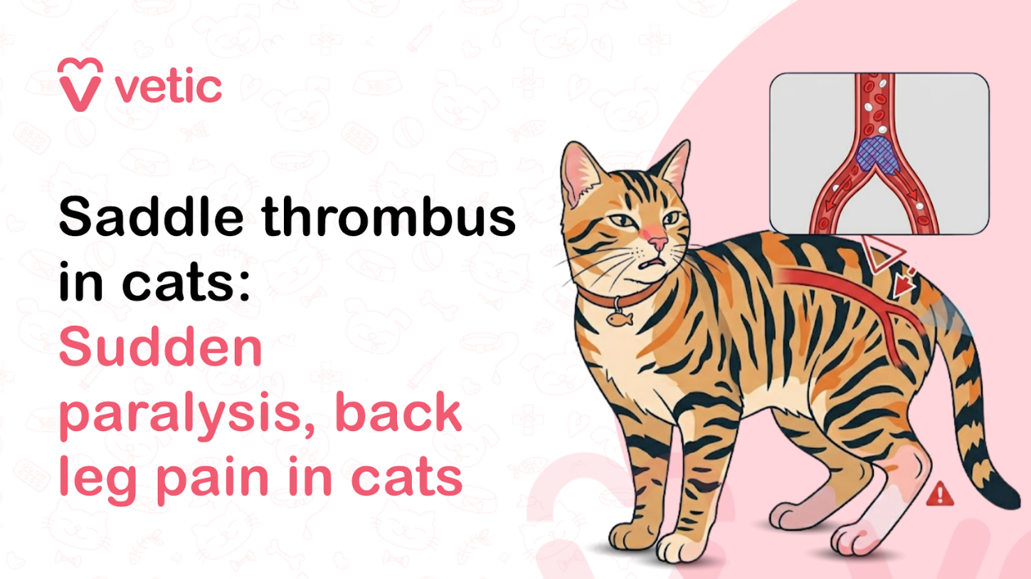 Veterinary educational banner for Vetic about feline saddle thrombus emergency featuring the title “Signs of Saddle Thrombus in Cats: Aortic Blood Clot Emergency Treatment and Prognosis.” The design uses a clean pastel veterinary infographic style with a soft off-white background decorated with faint pet-themed doodles including paw prints, fish bones, collars, hearts, and medical icons. The Vetic logo appears in the upper-left corner in pink with a heart-shaped “V” icon and modern lowercase typography. On the left side, bold black and soft pink headline text reads “Signs of Saddle Thrombus in Cats: Aortic Blood Clot Emergency Treatment and Prognosis,” with key medical phrases highlighted in pink for emphasis and readability. The typography is large, modern, and optimized for veterinary educational content, pet health blogs, social media awareness posts, and emergency feline care articles. On the right side of the banner is a realistic vector-style illustration of a distressed domestic cat, likely an orange or gray tabby, lying down with visible weakness in the hind legs to visually represent feline saddle thrombus symptoms. The cat appears uncomfortable and unable to properly use its back legs, illustrating the sudden paralysis commonly associated with aortic thromboembolism in cats. A subtle medical-style visual effect or highlighted area near the lower spine and hind limbs emphasizes restricted blood flow and clot-related pain. The cat’s facial expression conveys distress and urgency while remaining non-graphic and educational in tone. Behind the cat is a large pastel pink circular background element that balances the composition and maintains consistency with the Vetic veterinary branding style. The overall artwork uses smooth vector illustration, soft shading, rounded outlines, and gentle colors to create an informative but approachable visual suitable for cat owners seeking emergency health information. The image supports educational content about feline saddle thrombus, aortic thromboembolism in cats, blood clot emergencies, sudden hind leg paralysis in cats, cat emergency symptoms, feline heart disease complications, emergency veterinary treatment, prognosis after saddle thrombus, cat pain symptoms, and urgent veterinary care. Suitable for veterinary clinic blogs, emergency pet care resources, educational infographics, YouTube thumbnails, and SEO-focused pet health content related to feline cardiovascular emergencies and blood clot treatment.